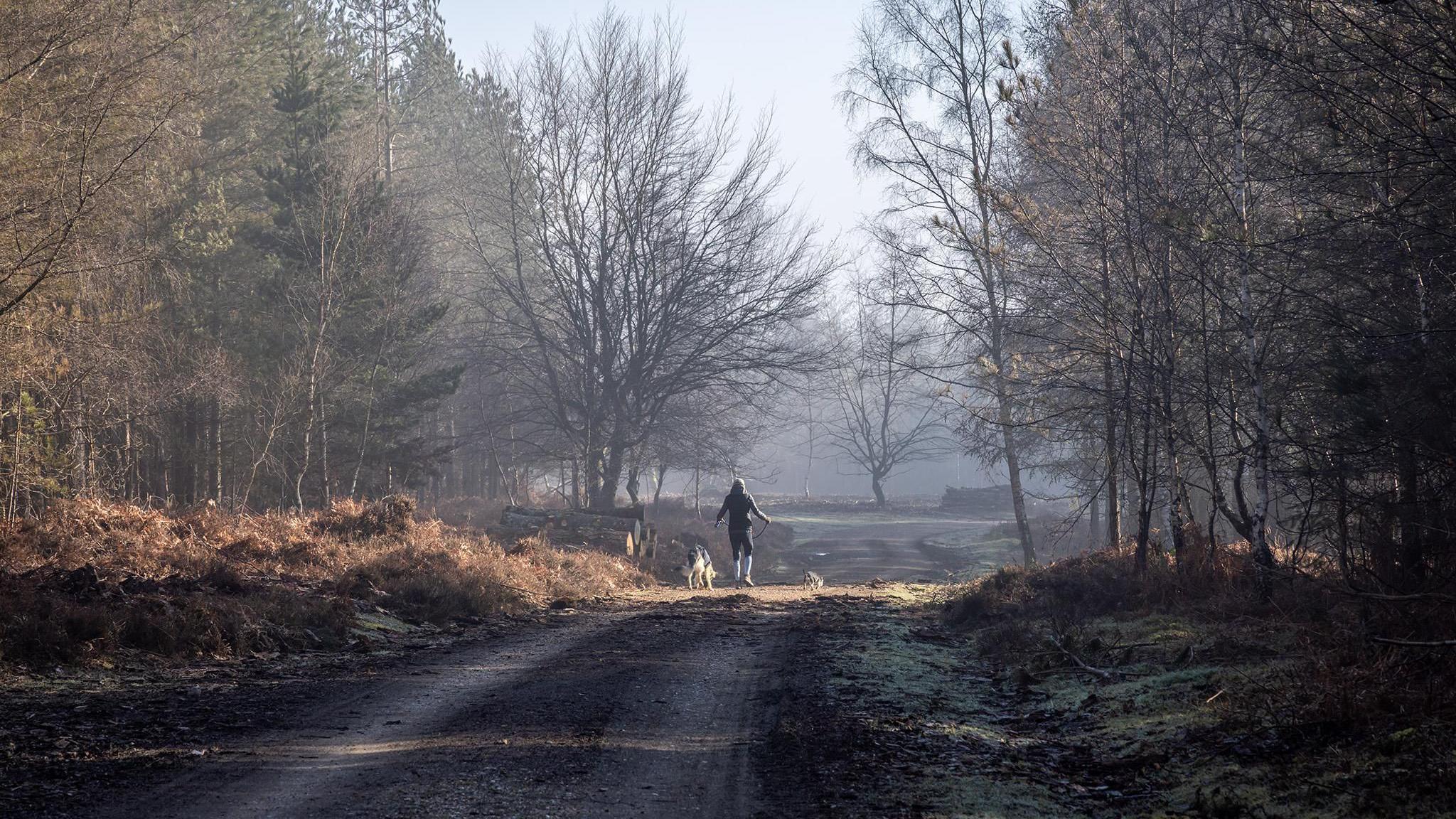 A woman walks along a muddy path through a forested area. There is sun coming through the trees on a misty day. The woman is wearing black and is leading two dogs, one large and one small.