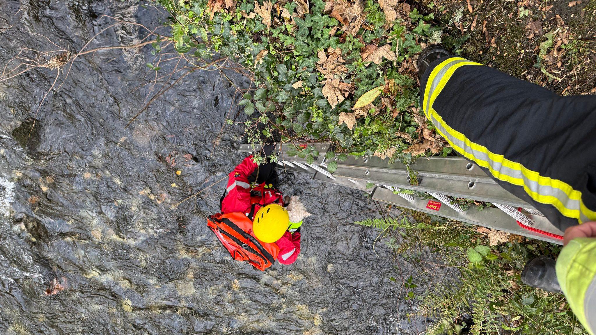 A firefighter climbing a silver ladder from the River Tavy while holding a white dog. The firefighter is wearing a yellow helmet with a red suit.