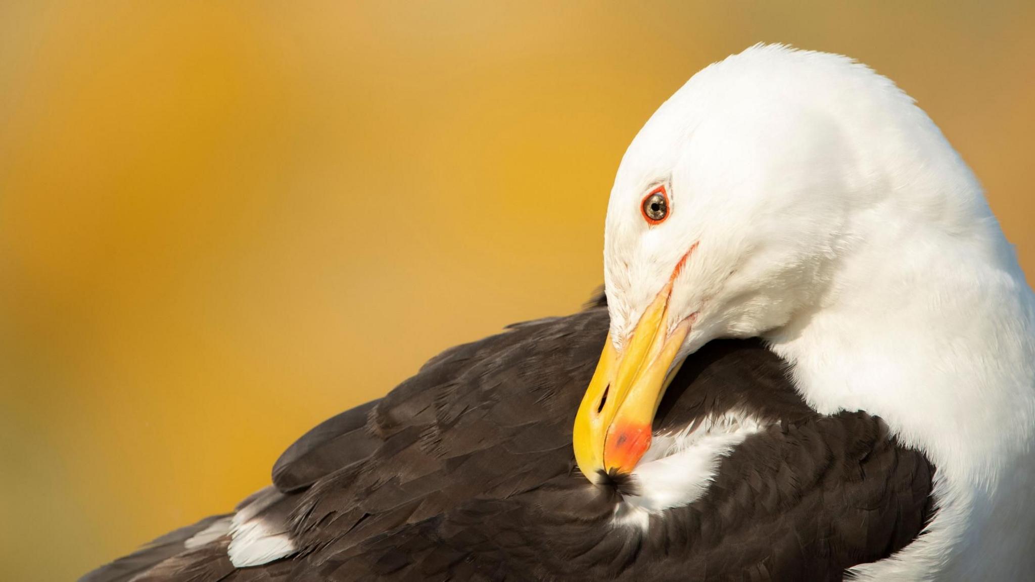 An adult great black-backed gull preening its right wing with its yellow beak