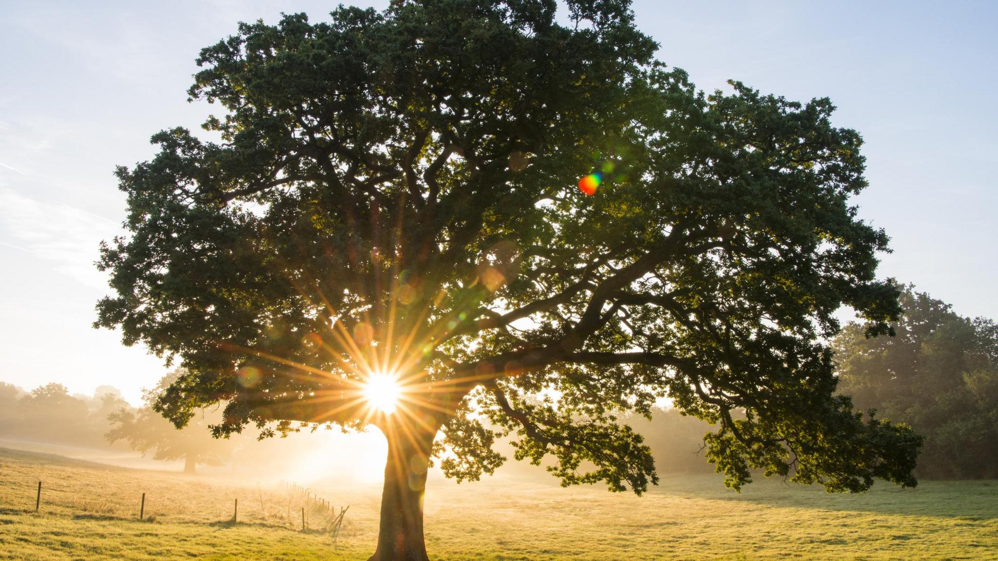 A tree