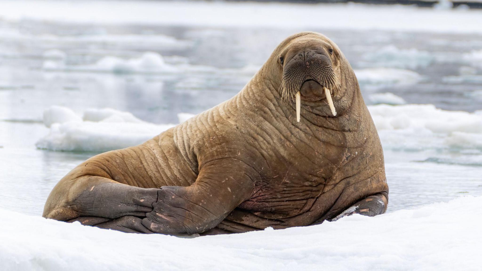 a walrus sitting on some ice