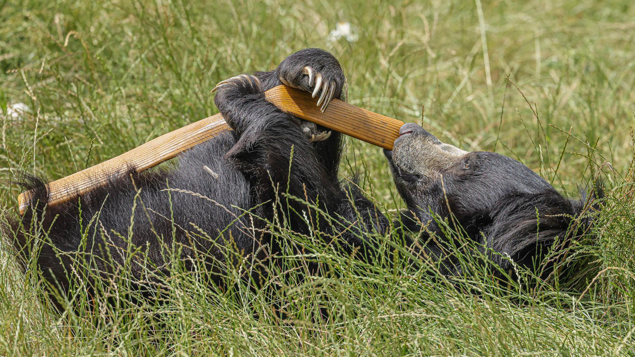 A black sloth bear with long claws is laying in tall grass and holding a wooden pole in its paws with its nose touching the end of it.