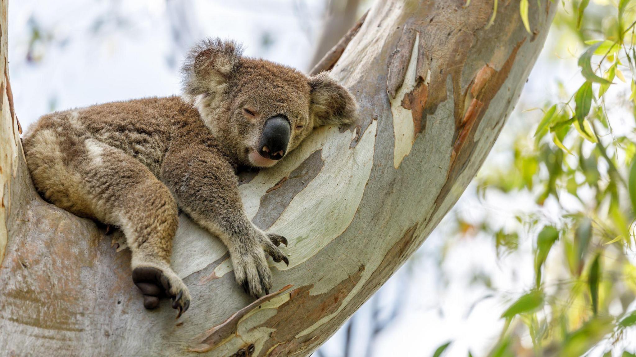 Koala asleep in a tree 