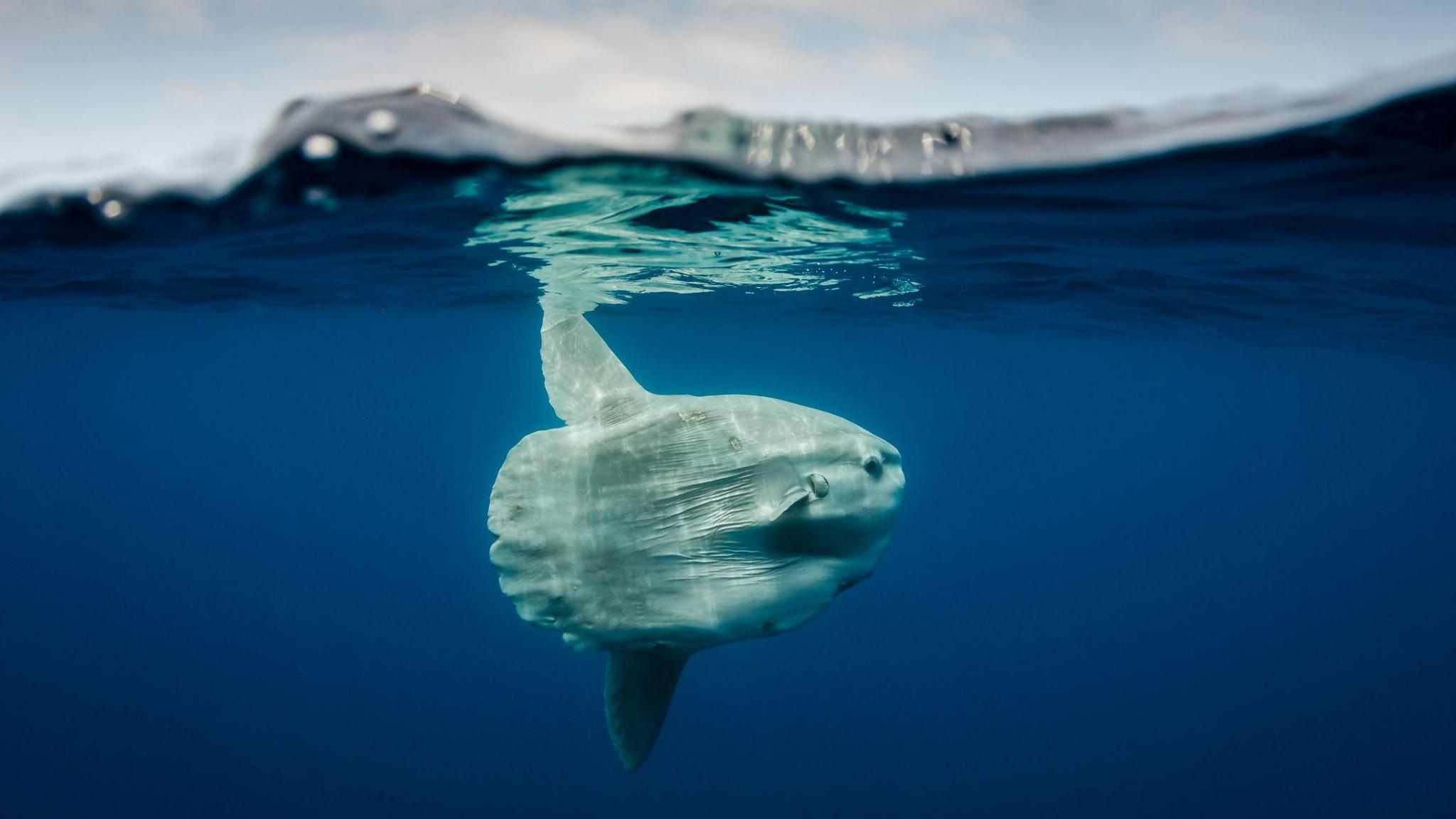 an ocean sunfish in the sea