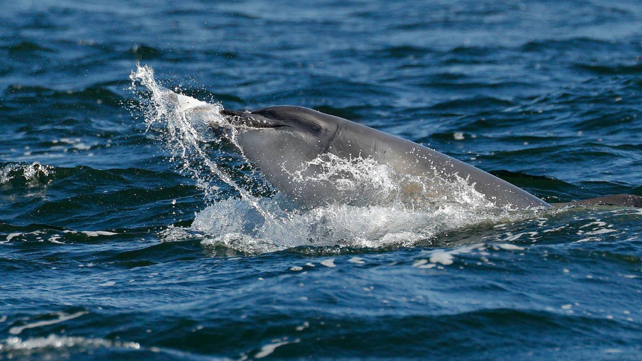 Bottlenose dolphin playing with flounder