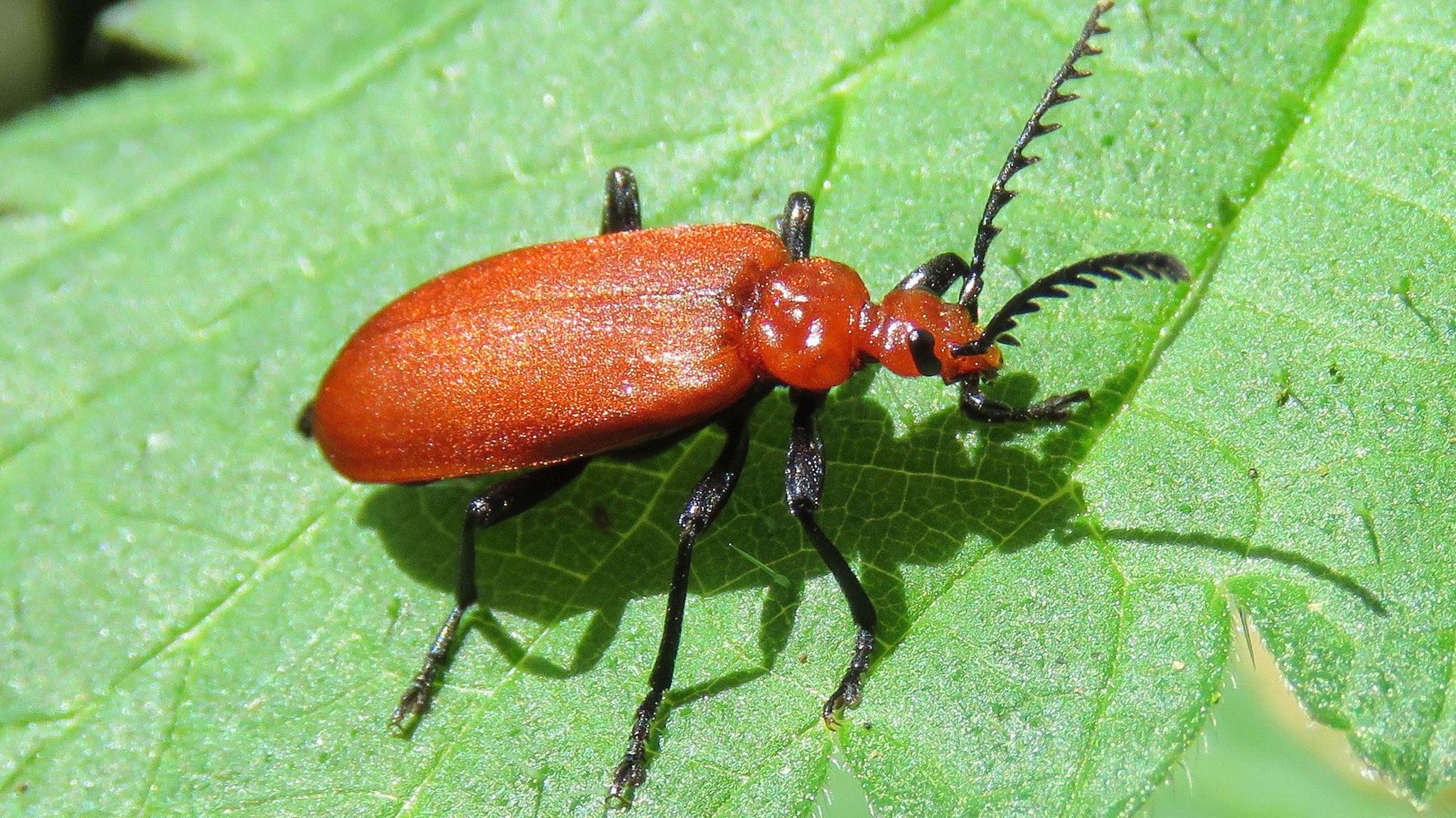 Cardinal beetle