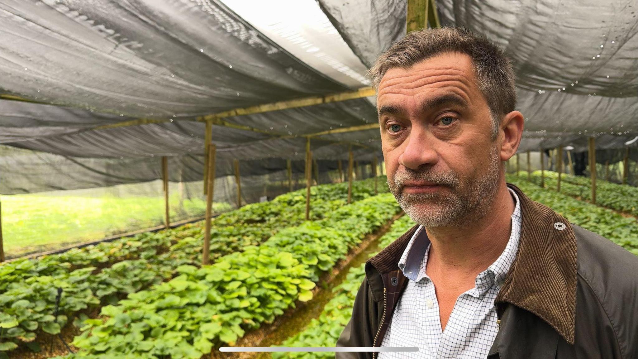 A man wearing a white shirt and brown jacket stands in front of wasabi plants growing alongside the natural streams