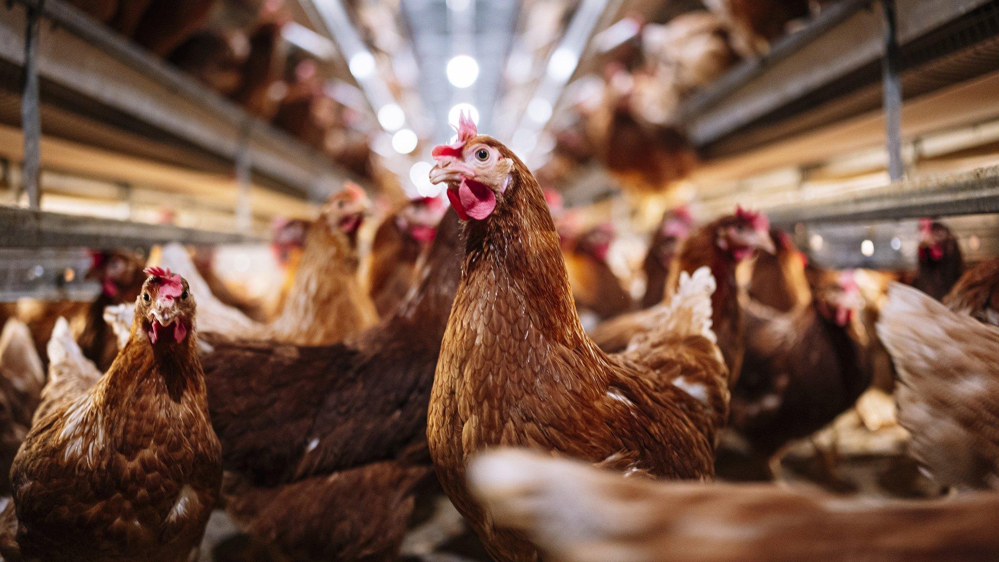 Hens in a poultry shed