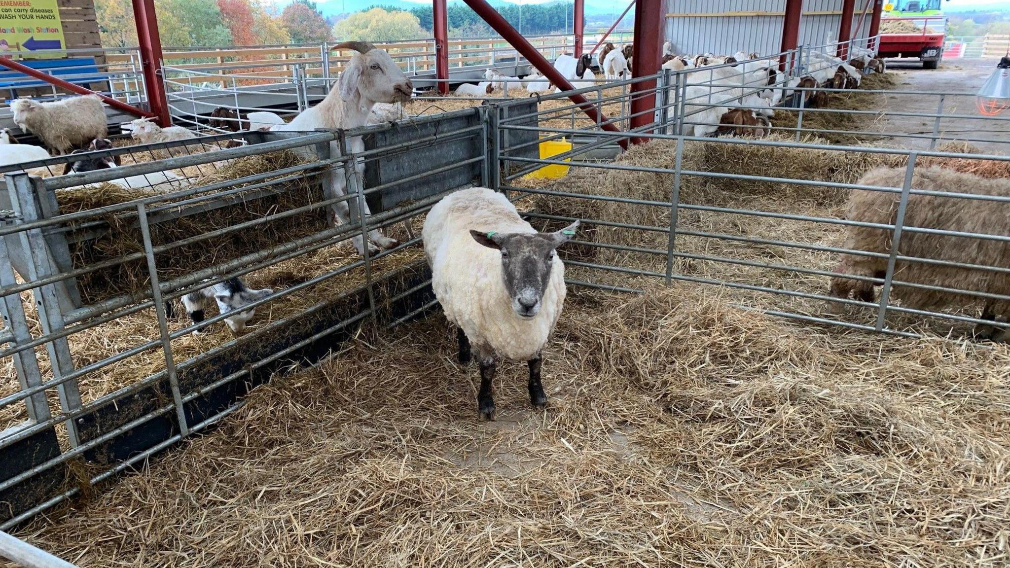 A sheep in its pen surrounded by hay with a goat in the background