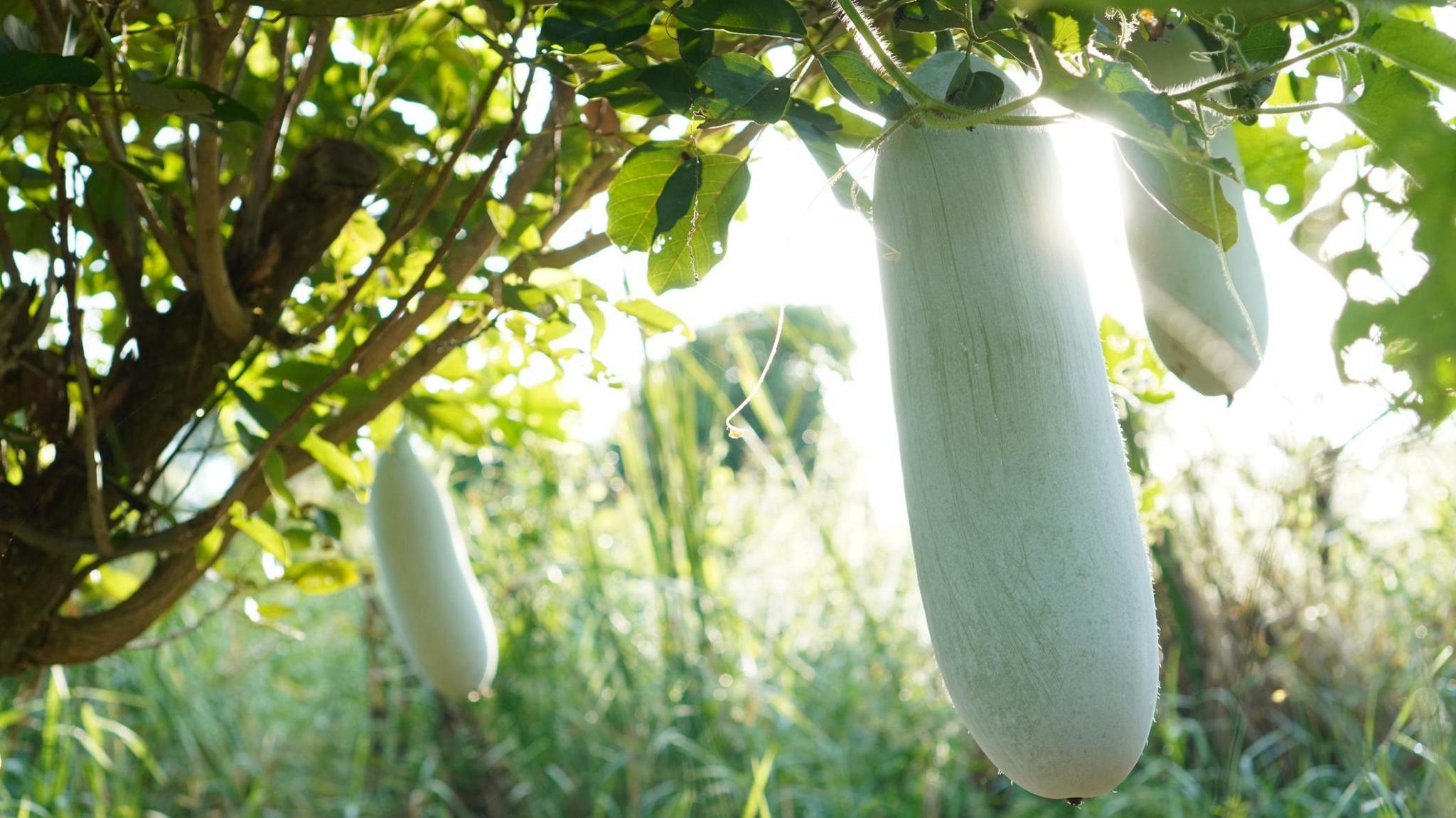 Winter melon hanging from a tree.