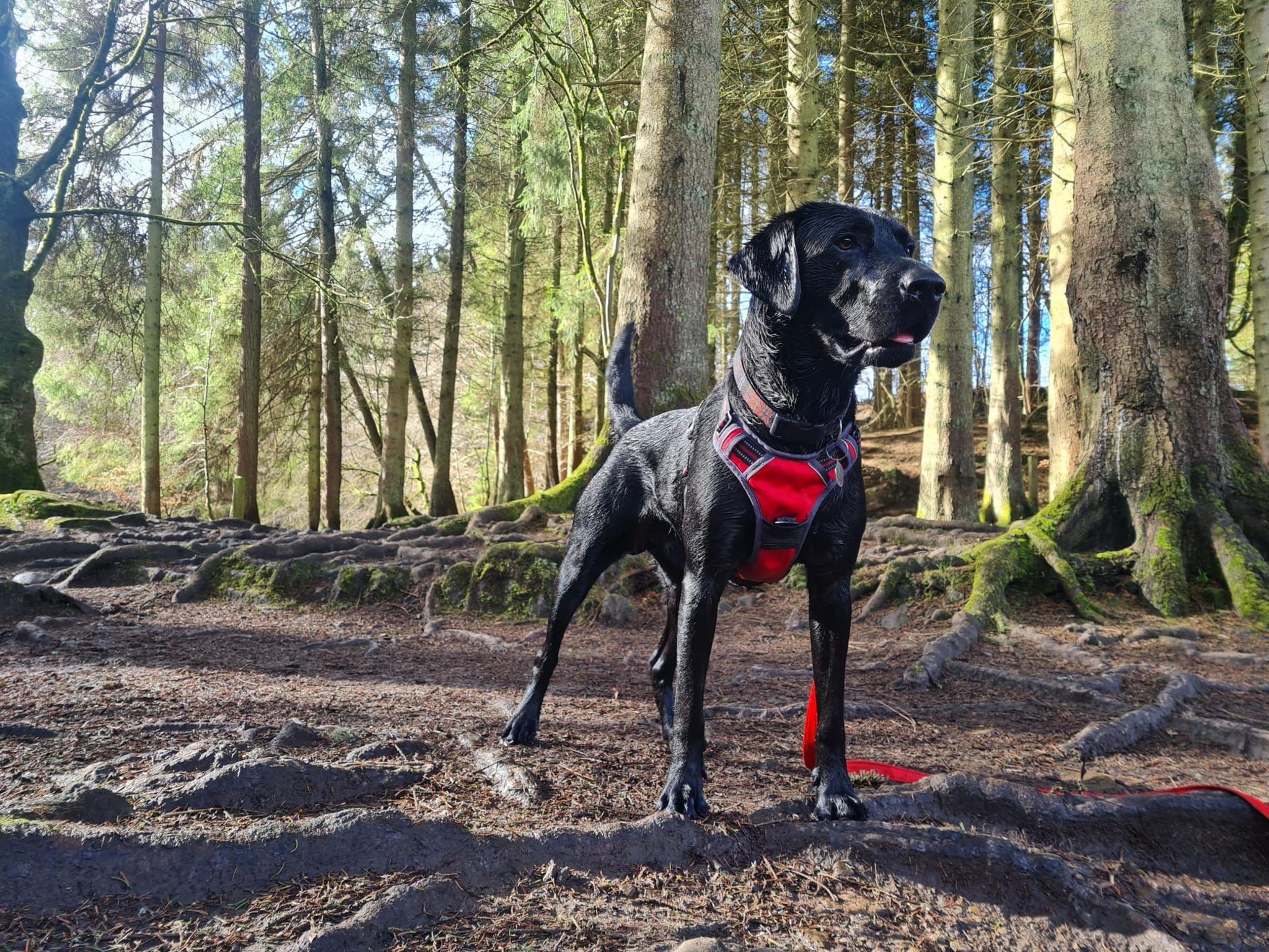 Black dog standing in a forest