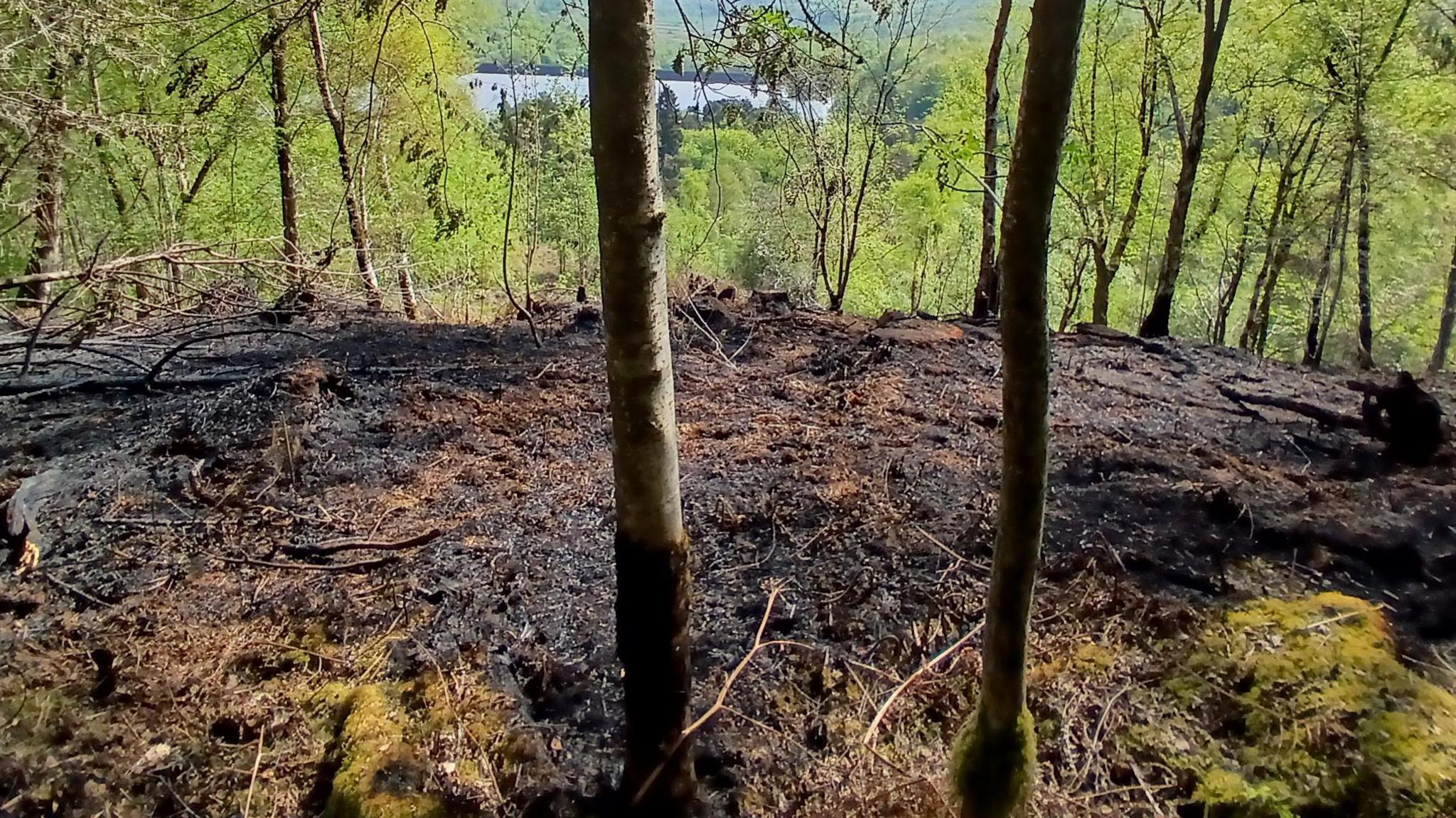 A small area of scorched land. Around it in the distance are lush green treats which have not burned.