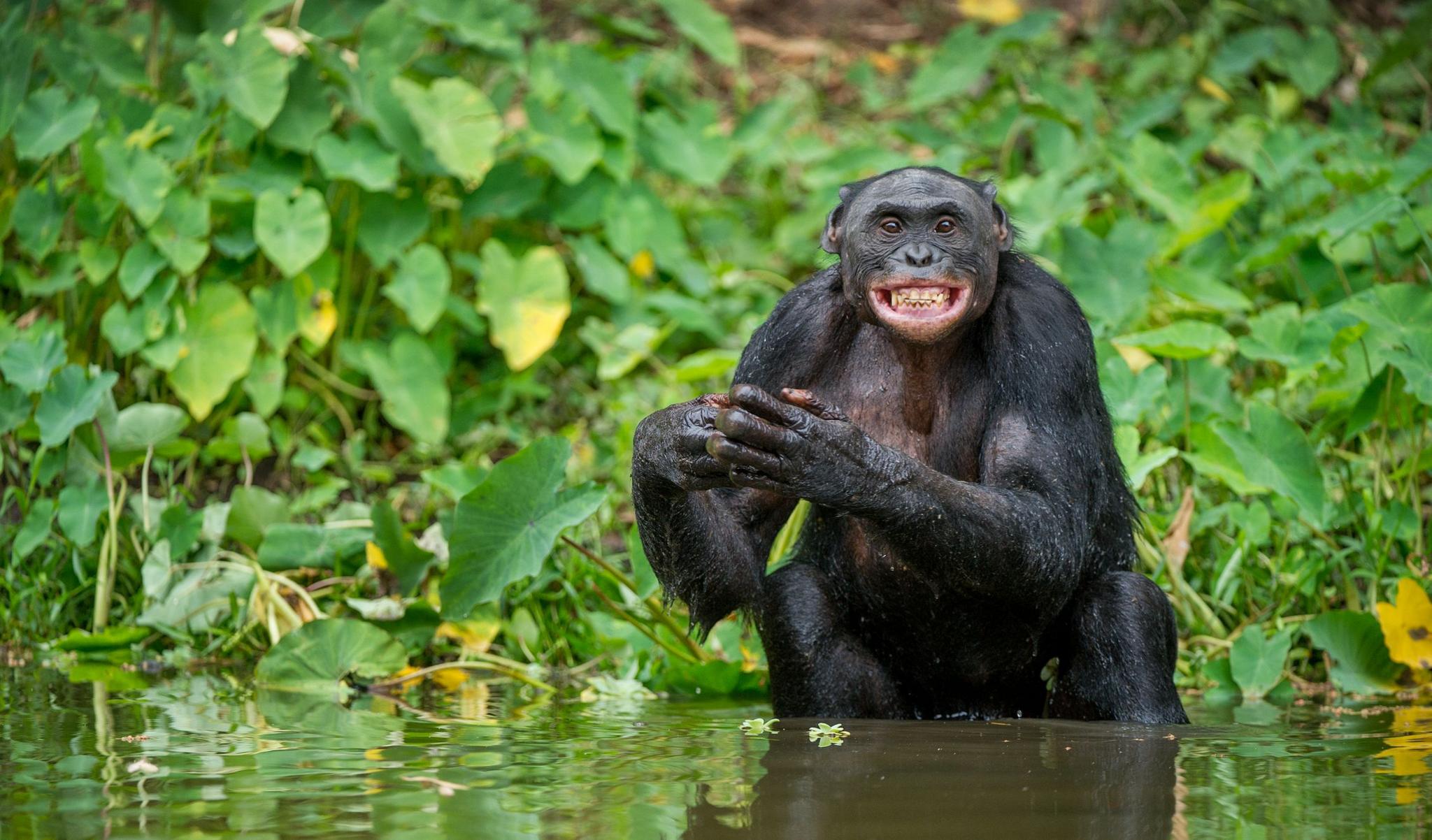 A happy bonobo monkey sitting in water.