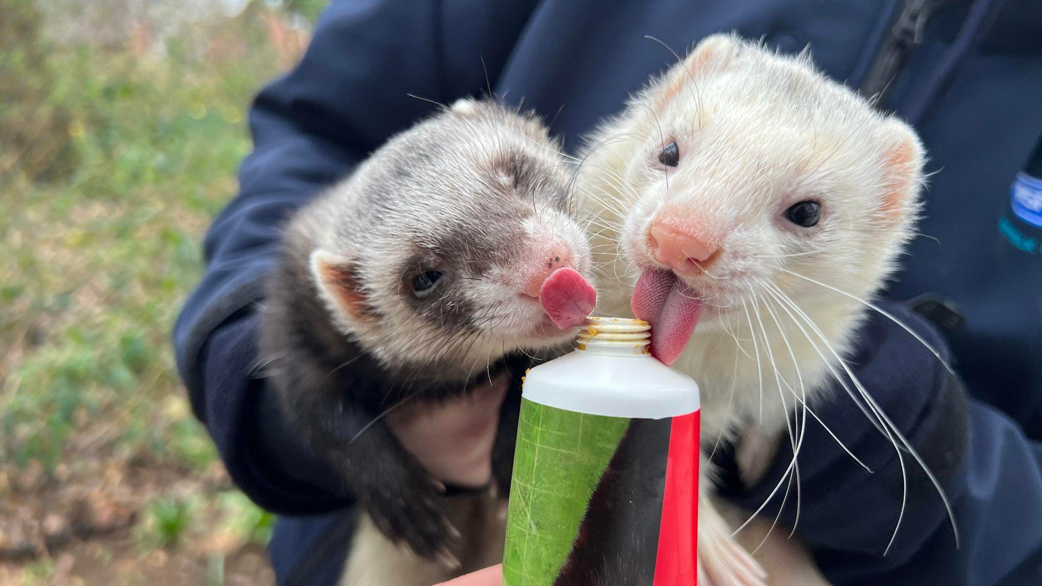 Brian and Shane eating some food paste