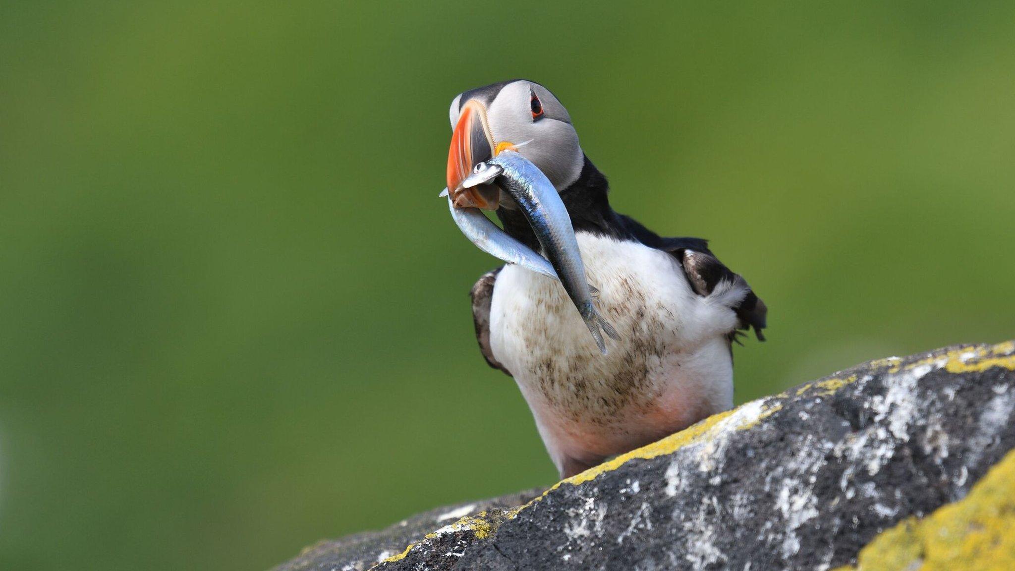 Puffin