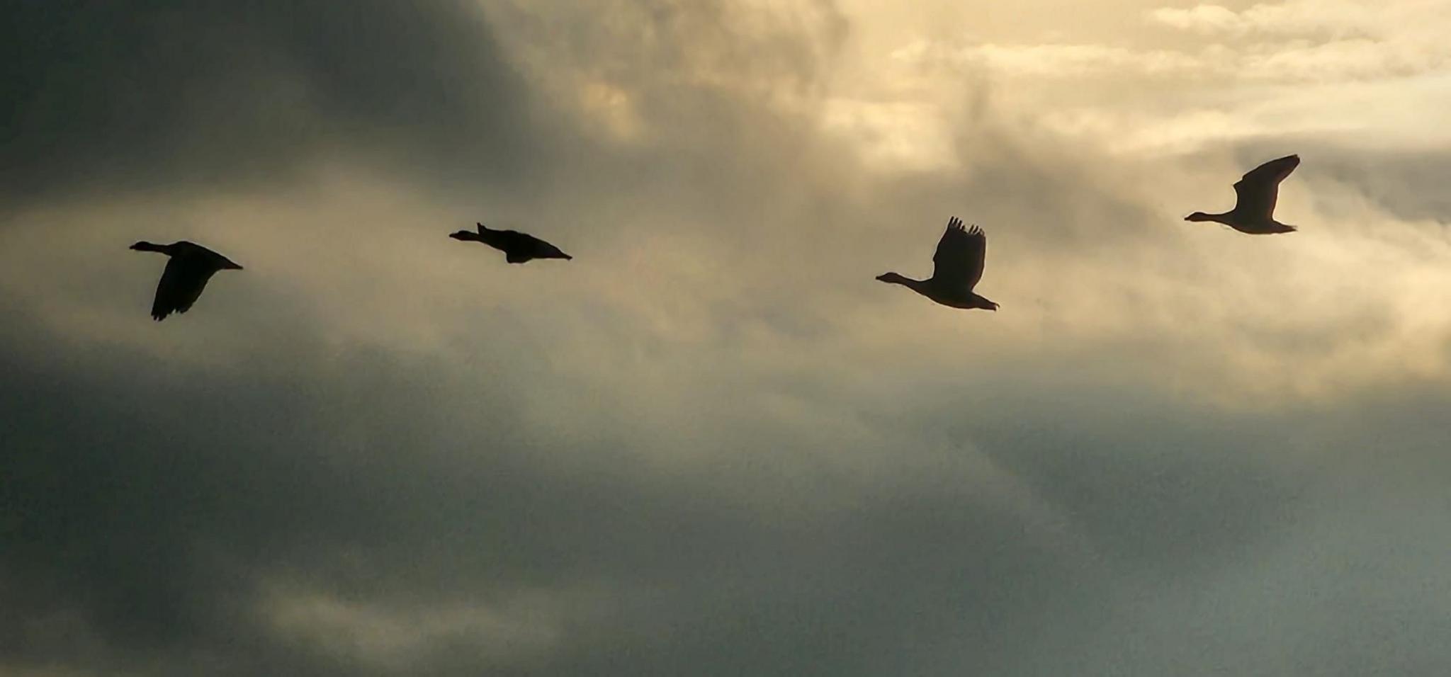 Four geese flying in a row against a moody grey cloudy sky