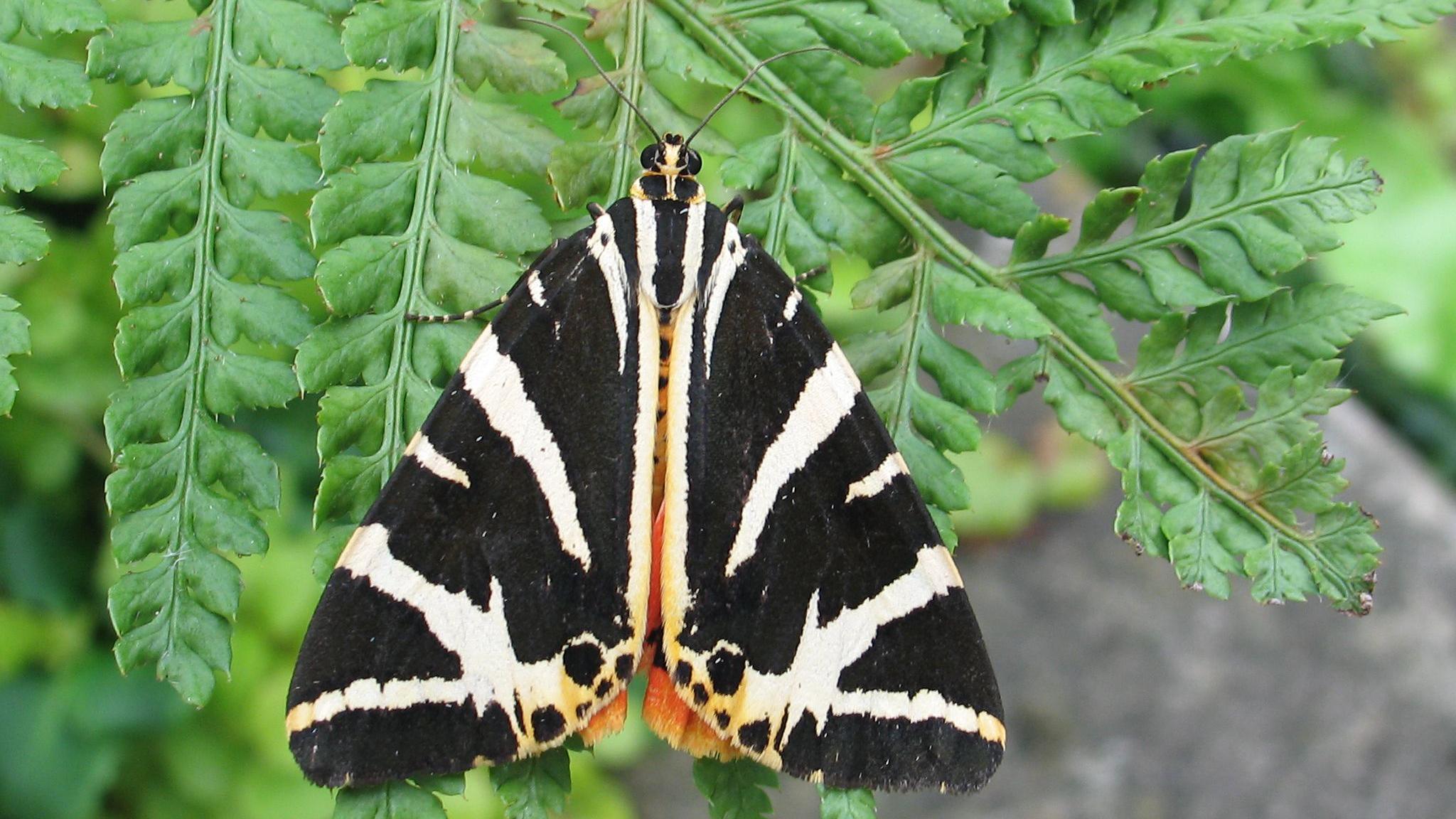 A Jersey tiger moth is resting on a fern leaf. It has wings patterned in black and white stripes and underneath them is an orange frill and a small part of an orange body can be seen. It has black eyes and a pale yellow head and has long antennae.
