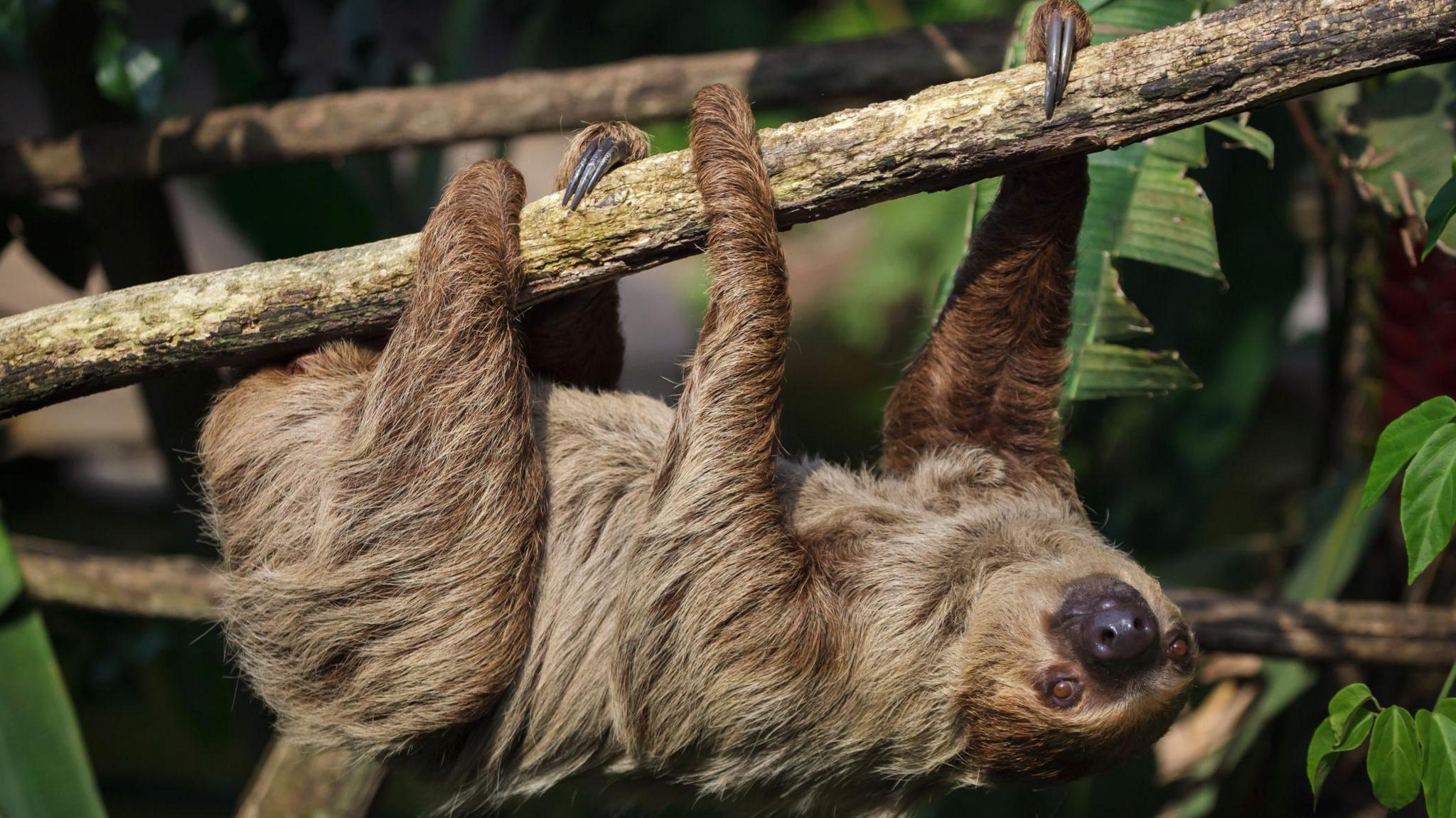 an adult sloth hanging upside down from a tree branch surrounded by green leaves