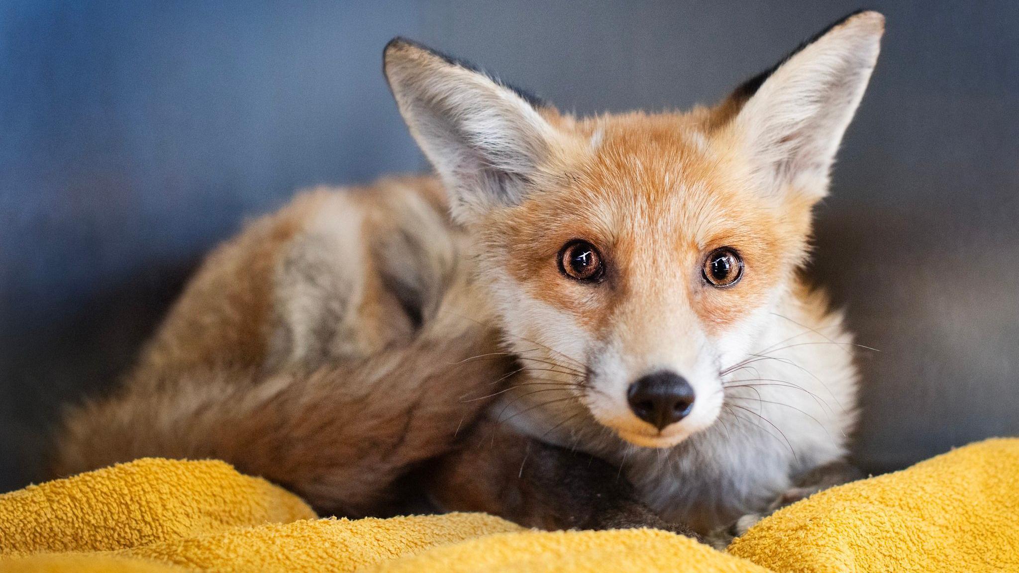 A fox, sitting down on a yellow blanket, looking straight at the camera, with his ears up. His tail is tucked in. The fox is red in colour, with light fur around his chest. There is a blue background behind him.