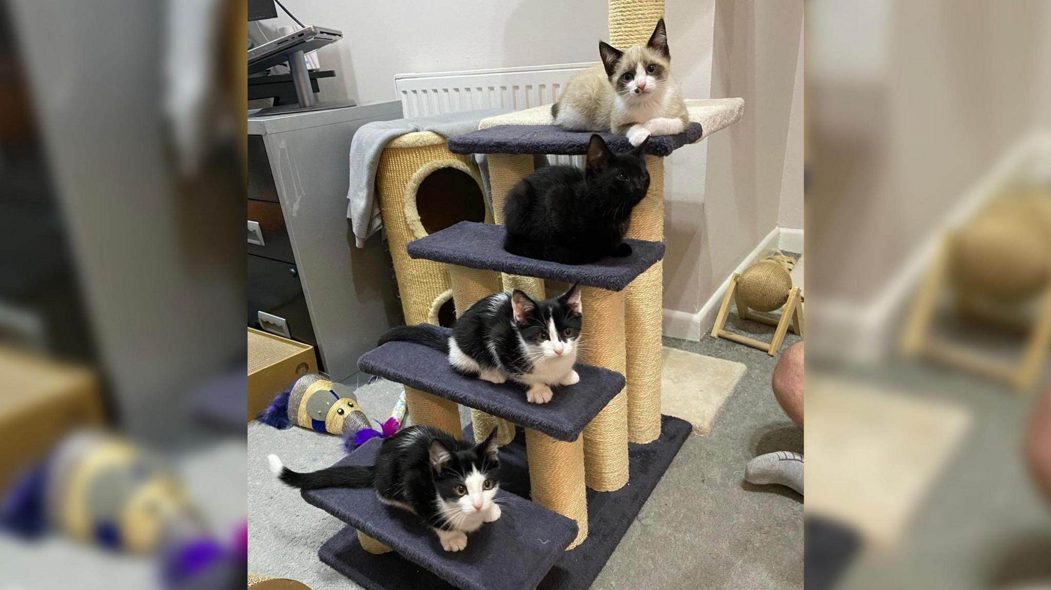 Four kittens perched on a cat tree. Two are black and white, one is black and the other is brown and white. They are surrounded by cat toys.