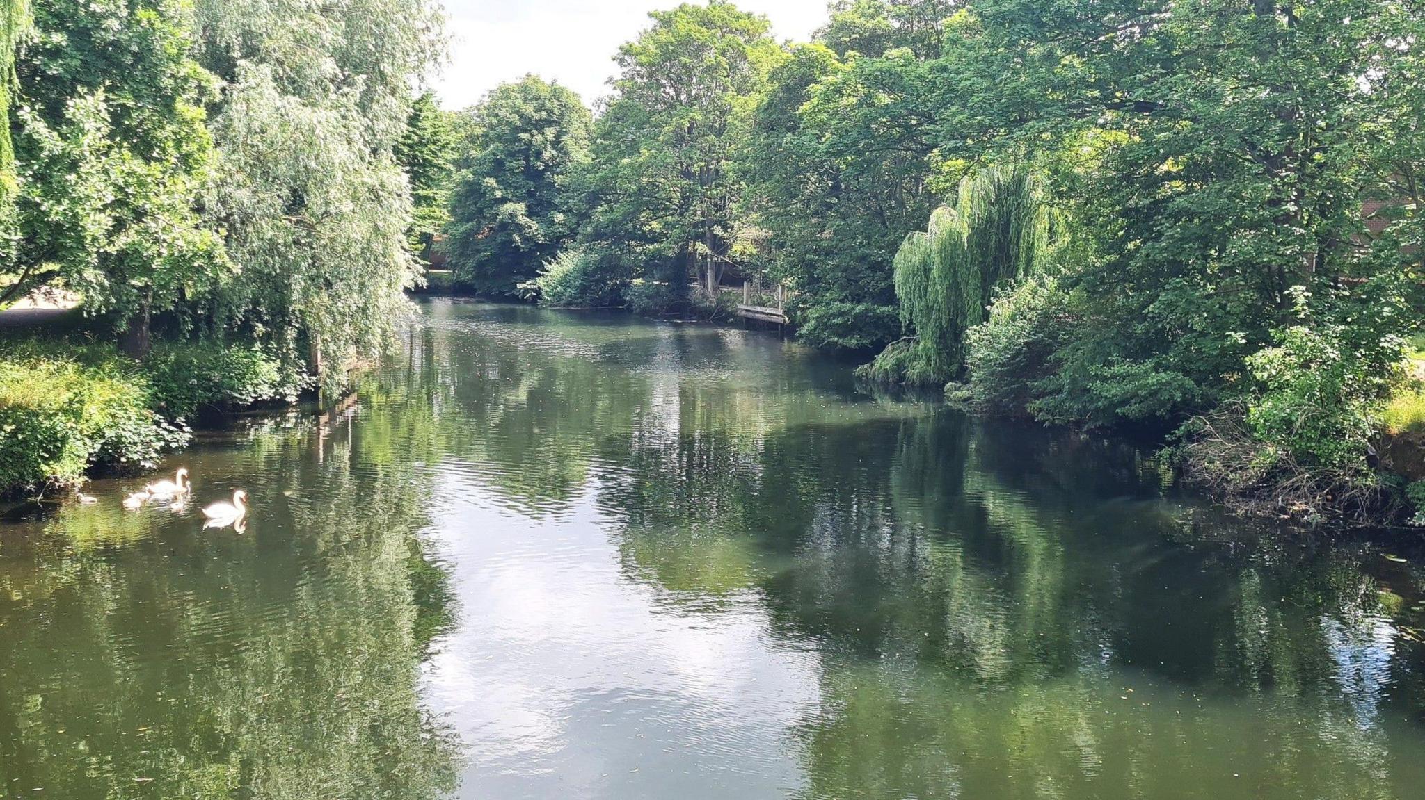 The River Wensum on a sunny day, with trees overhanging on either bank.