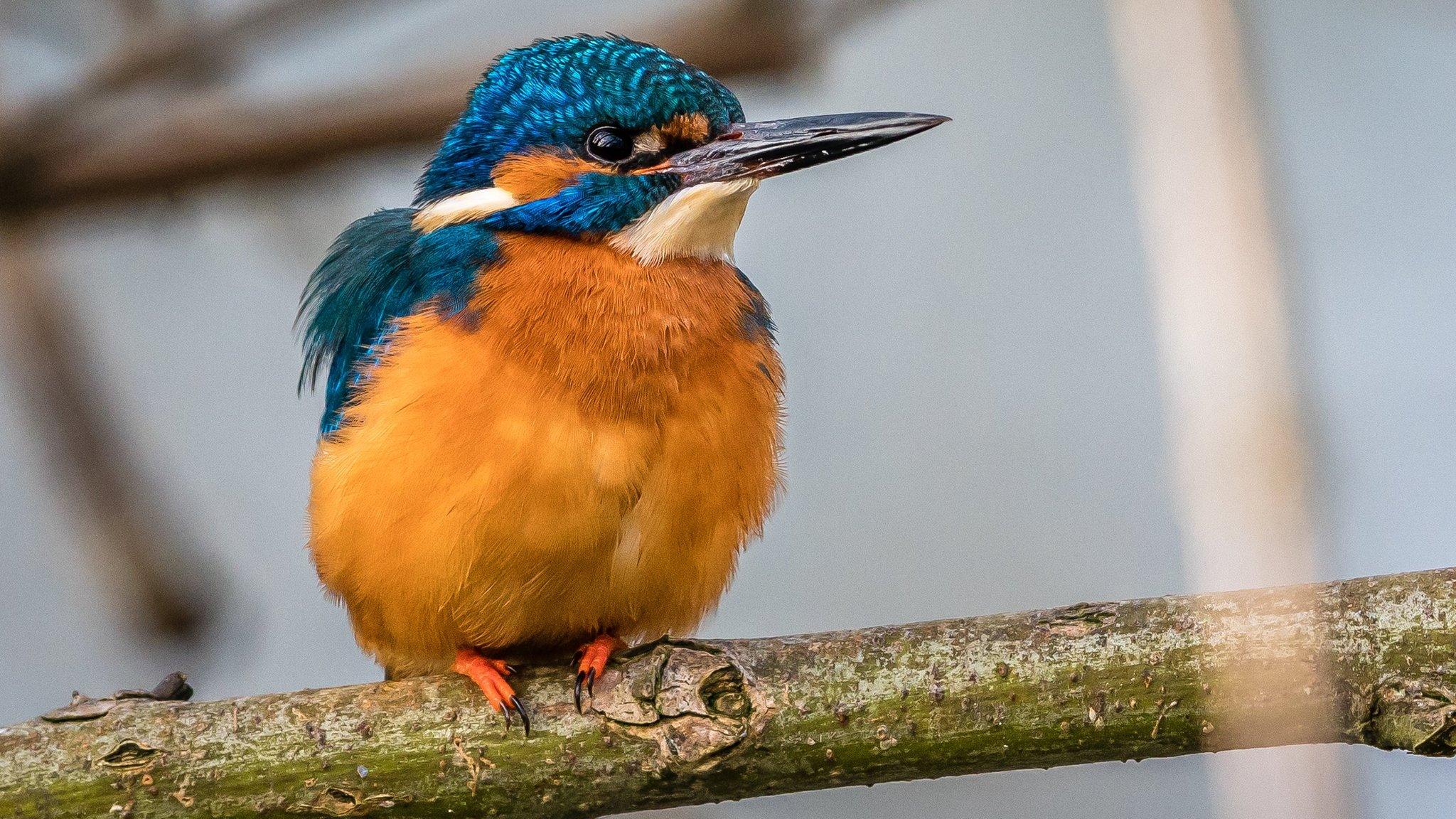 A fluffy kingfisher at Port Meadow