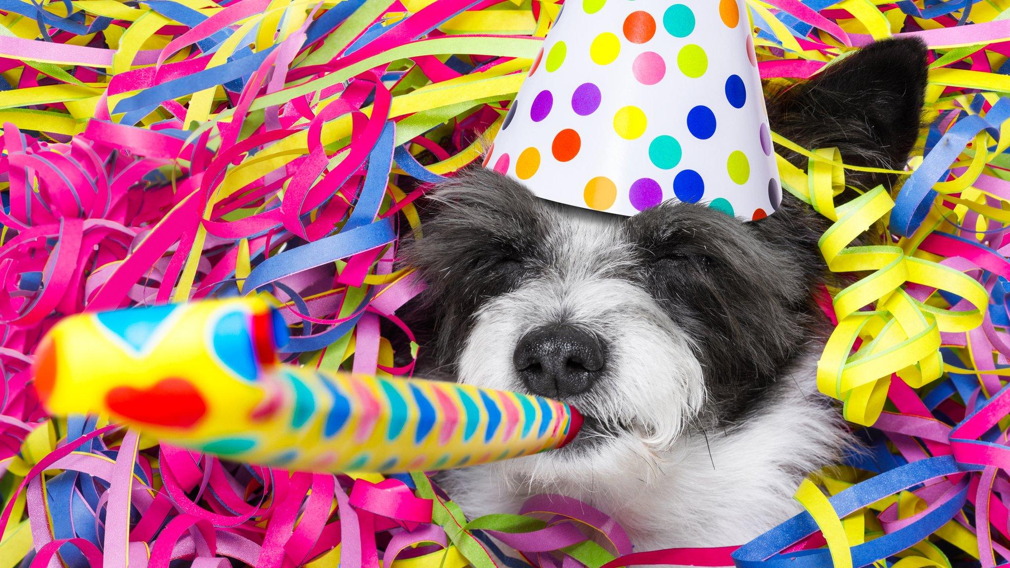 dog-in-a-hat-with-party-blower.