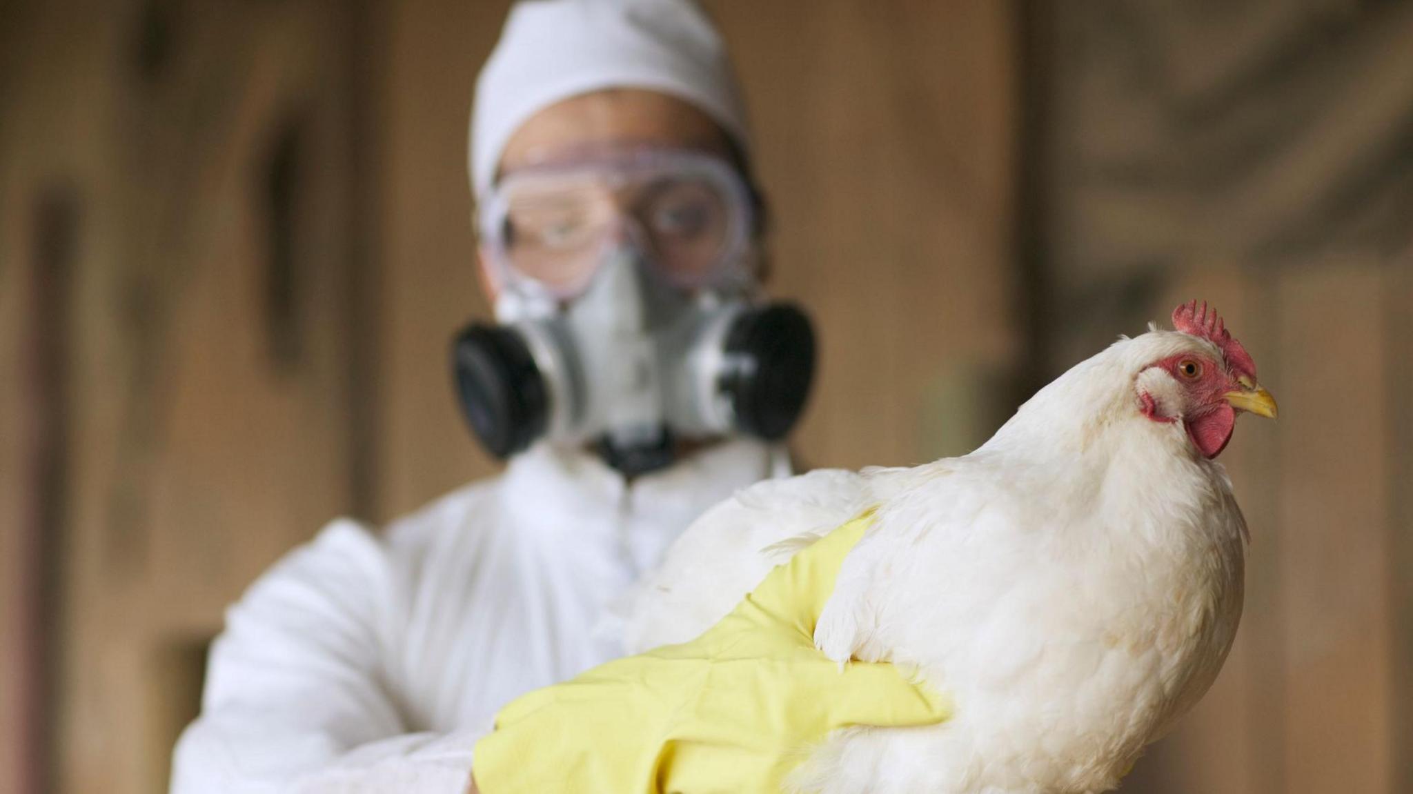 A man holds a chicken while wearing a mask