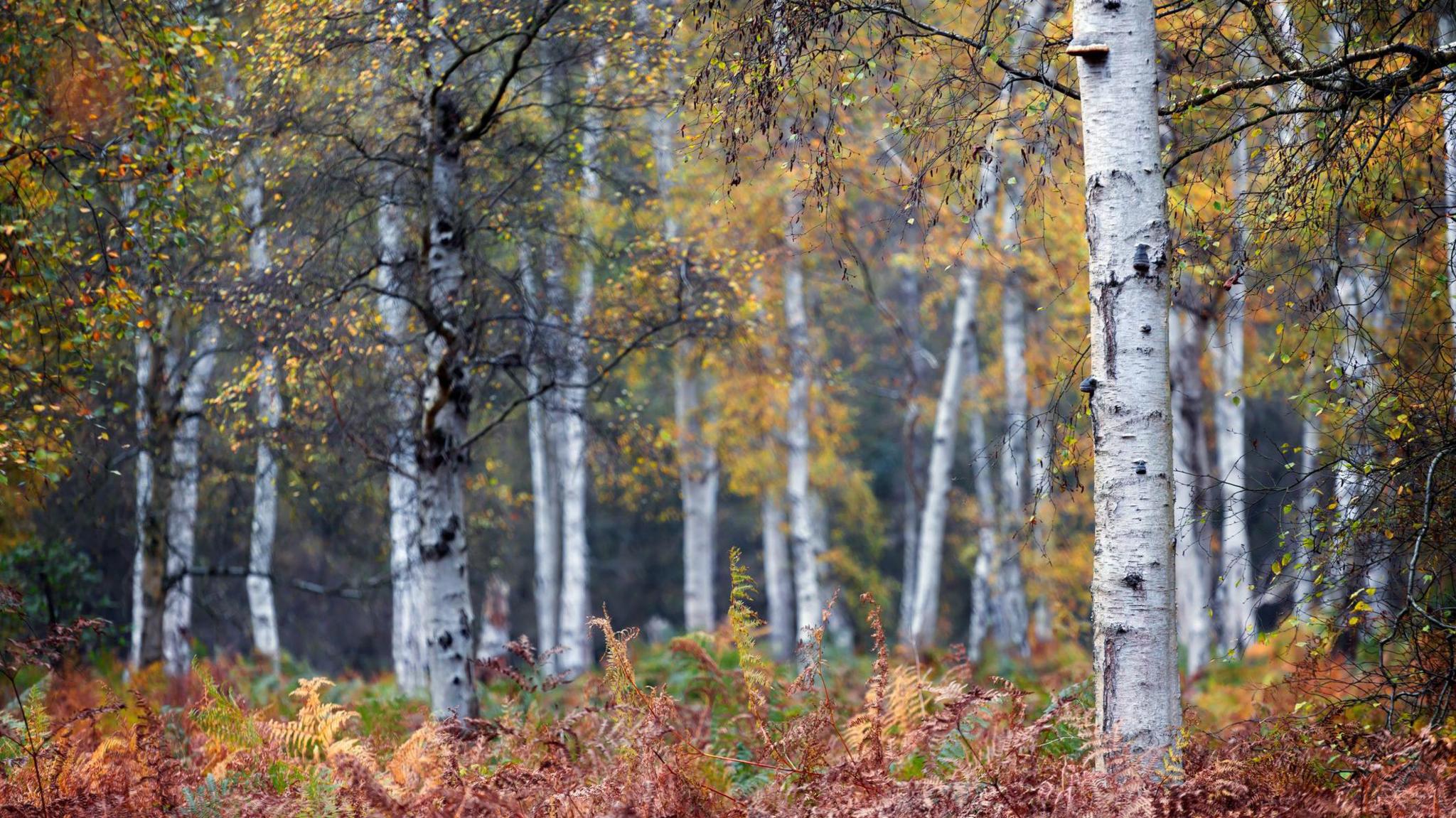 White and silvery tree branches above a ground of ferns,