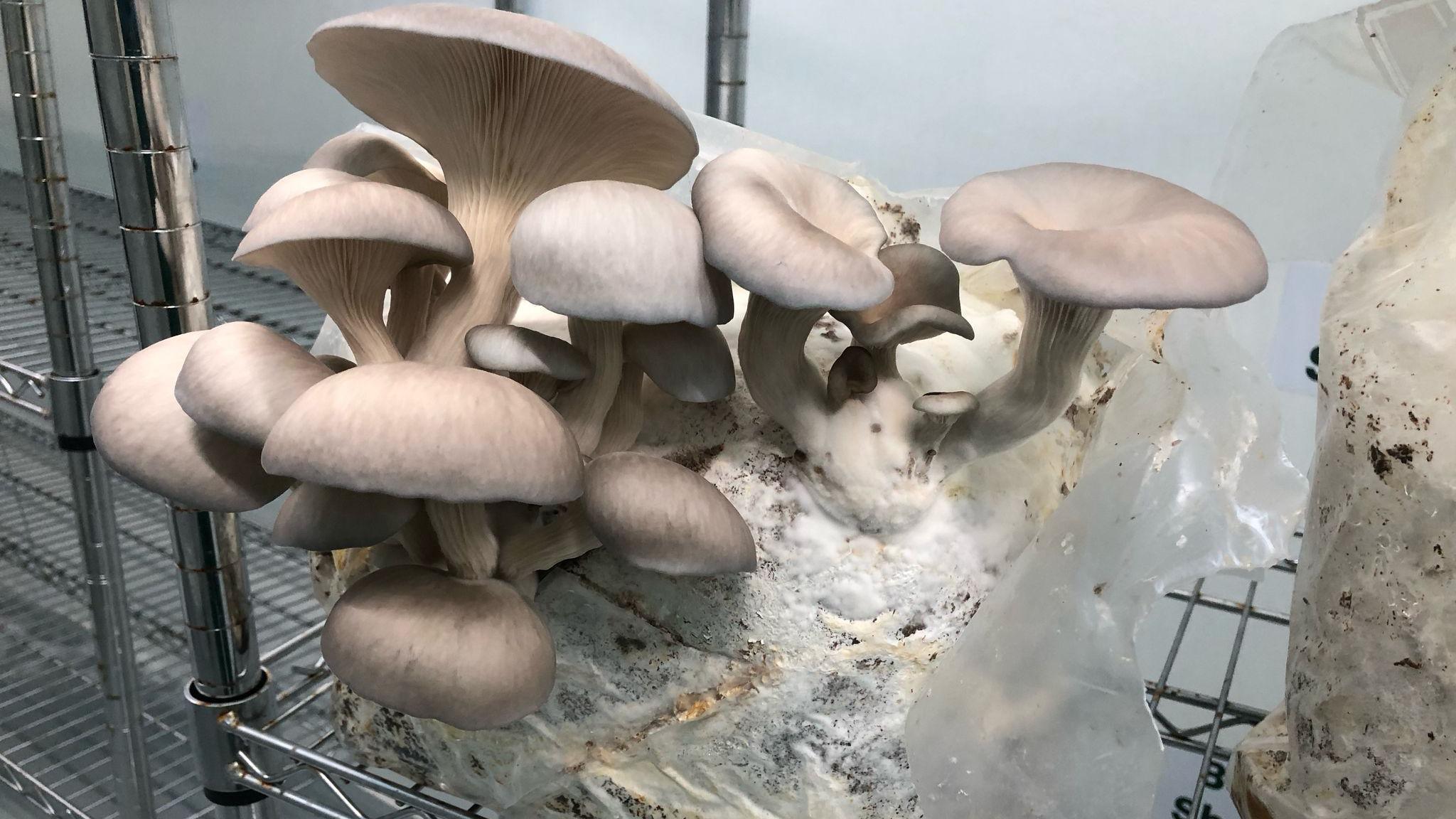 King Oyster blue-grey mushrooms growing out of compost in a bag on a shelf.