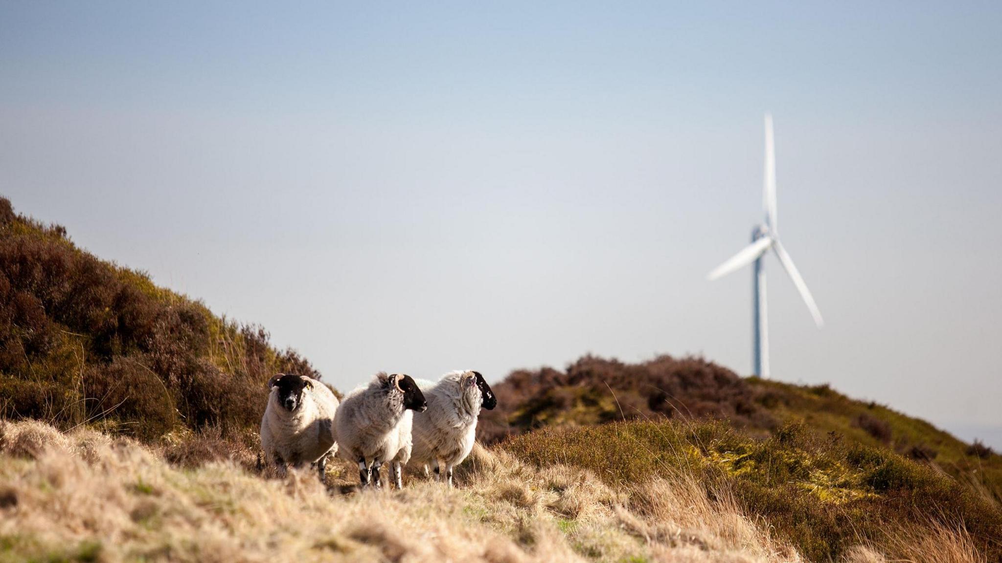 Three sheep seen grazing on a headland amidst scrubby grass with a wind turbine seen spinning in the distance