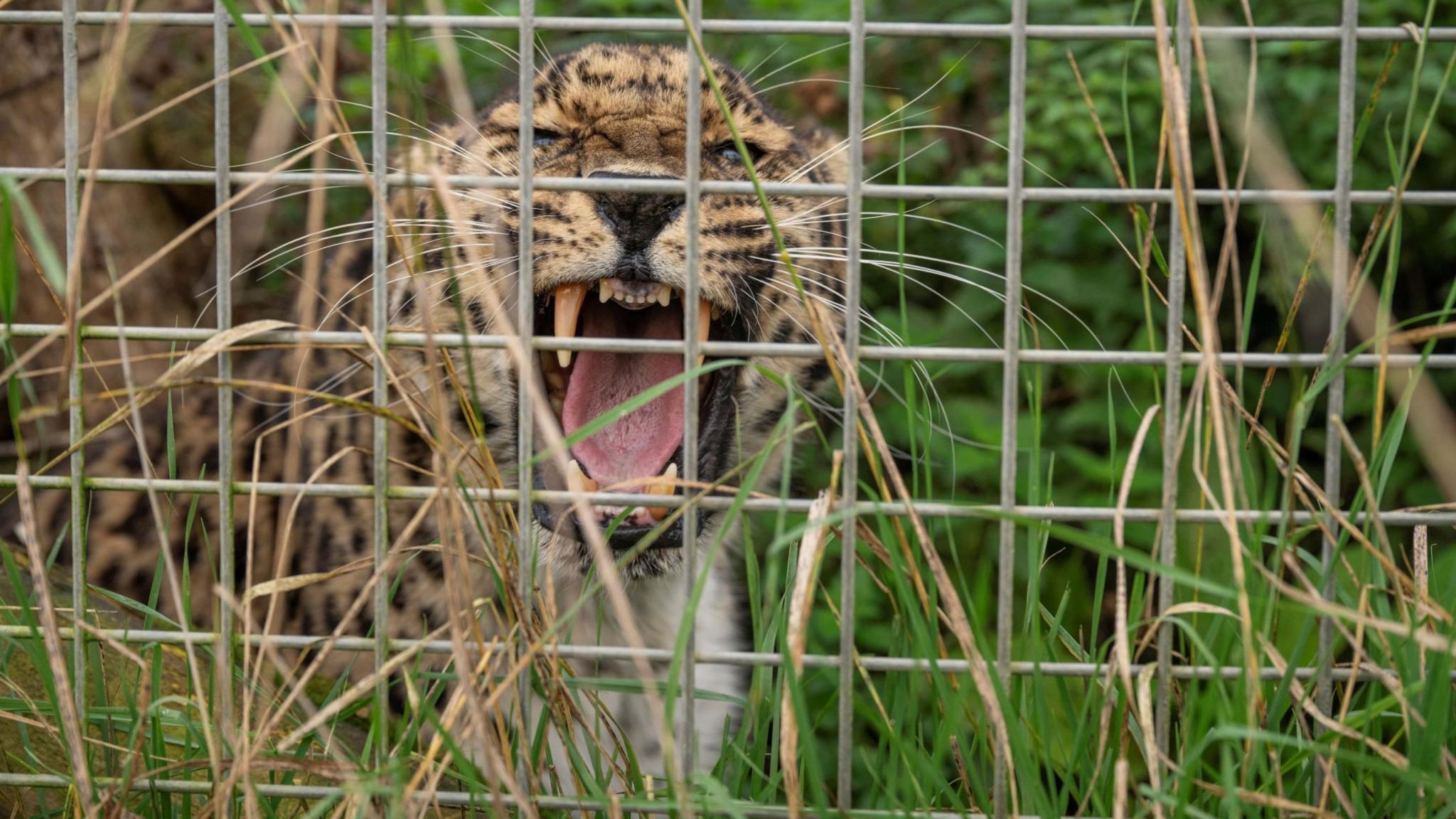An Amur Leopard, behind a cage, with long grass around it, with its mouth open, baring teeth. 