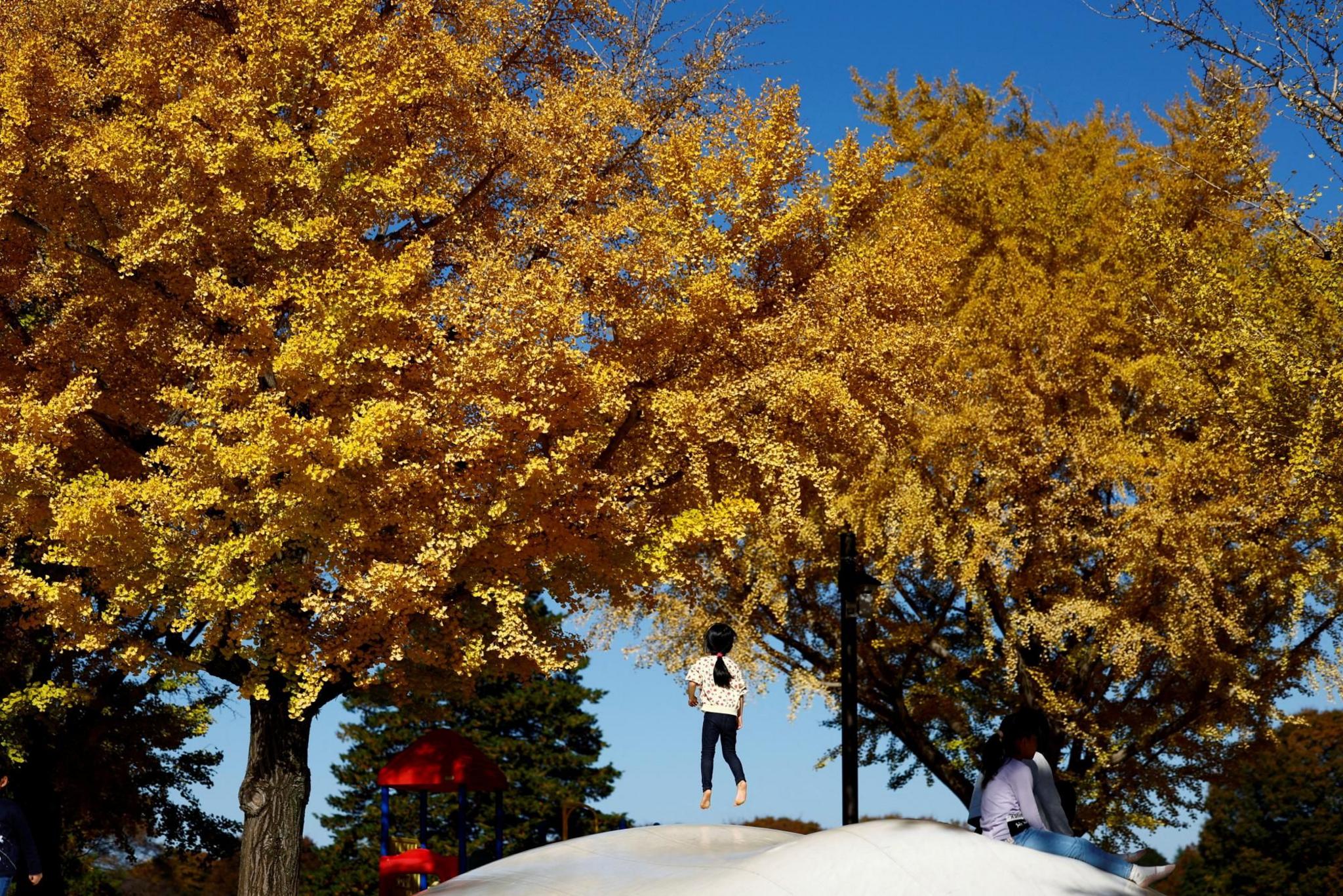 A girl plays under yellow ginkgo leaves at Showa Kinen Park in Tokyo, Japan 