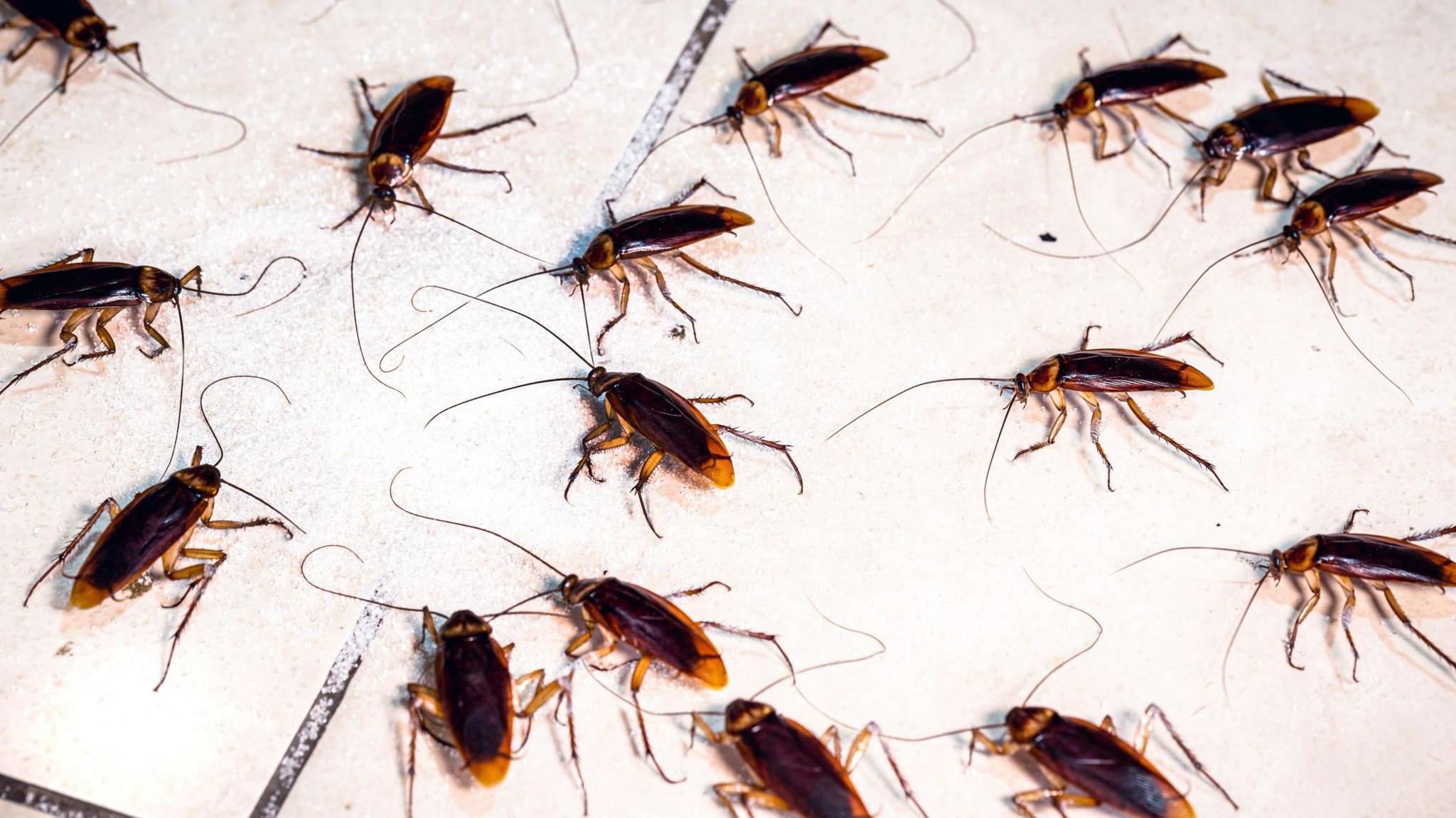 Multiple cockroaches on a white background. They are a shade of brown.