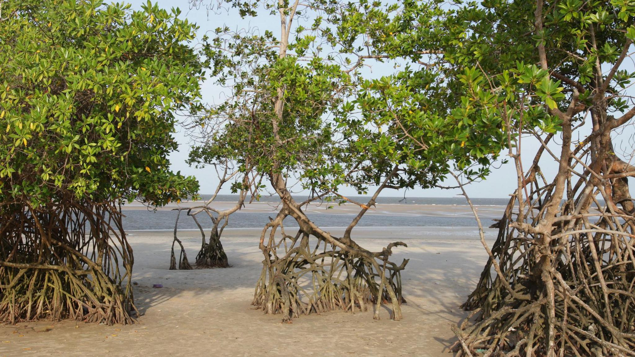 Mangrove trees on a sandy beach 