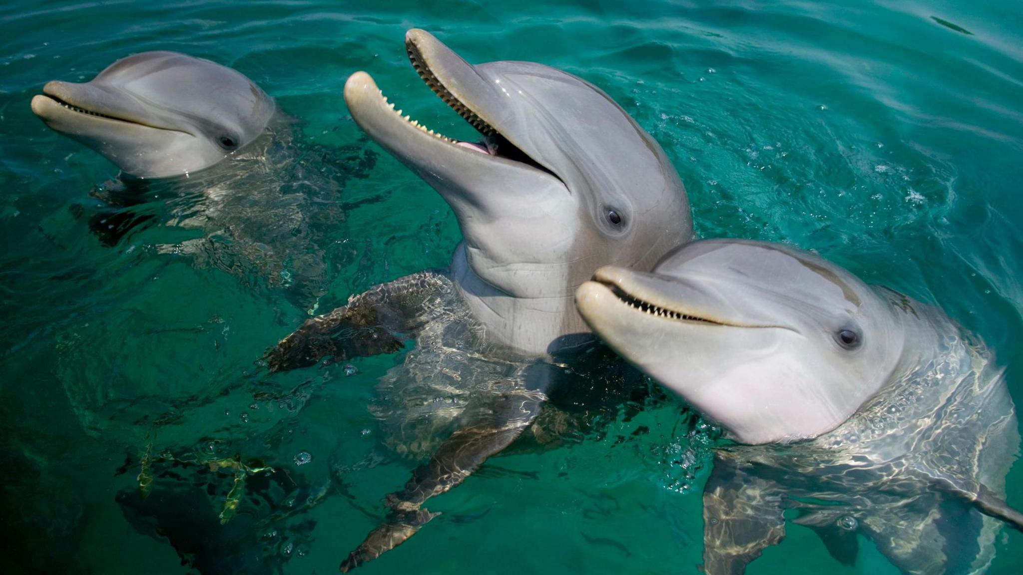 Three dolphins