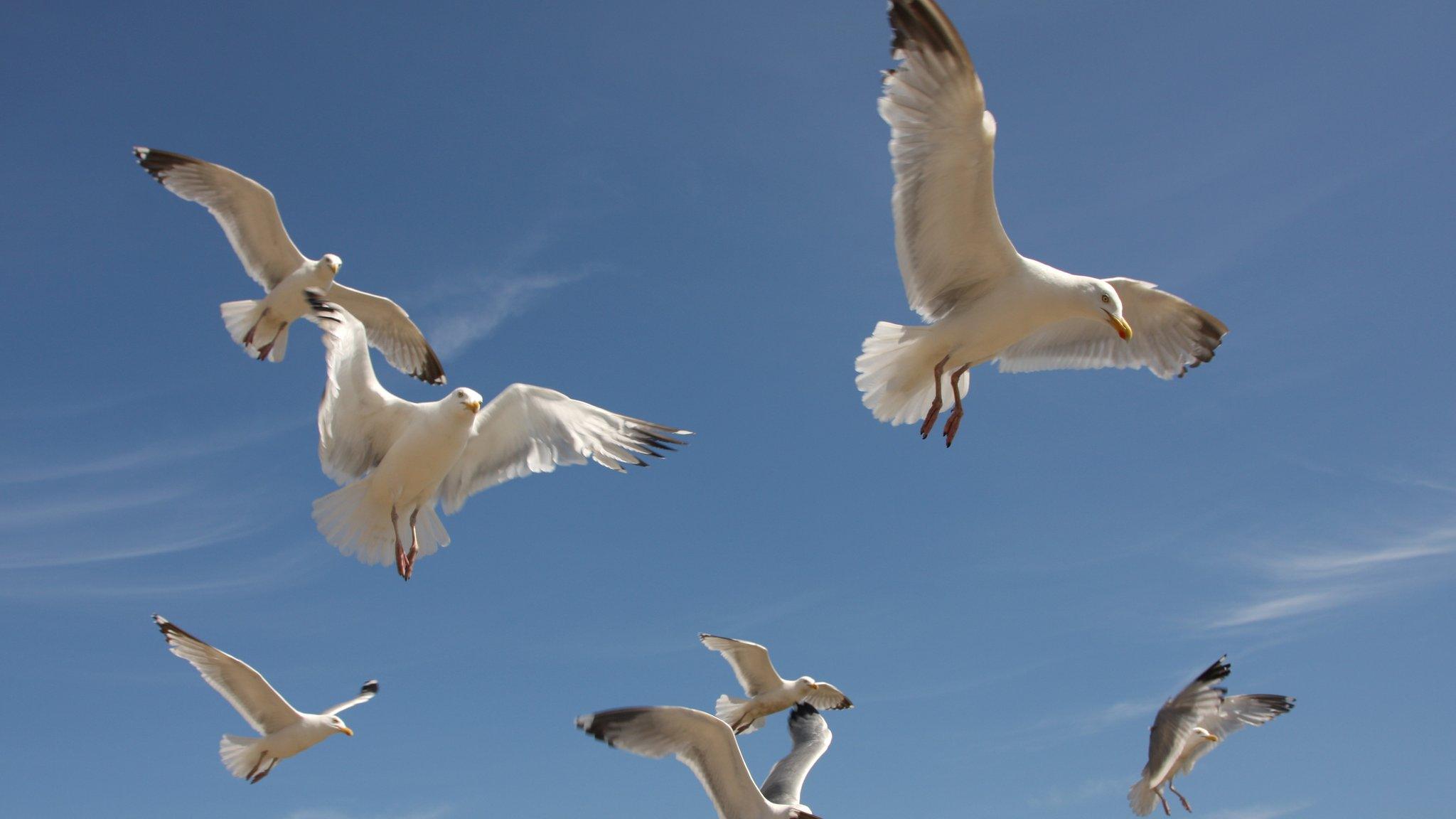 Seagulls