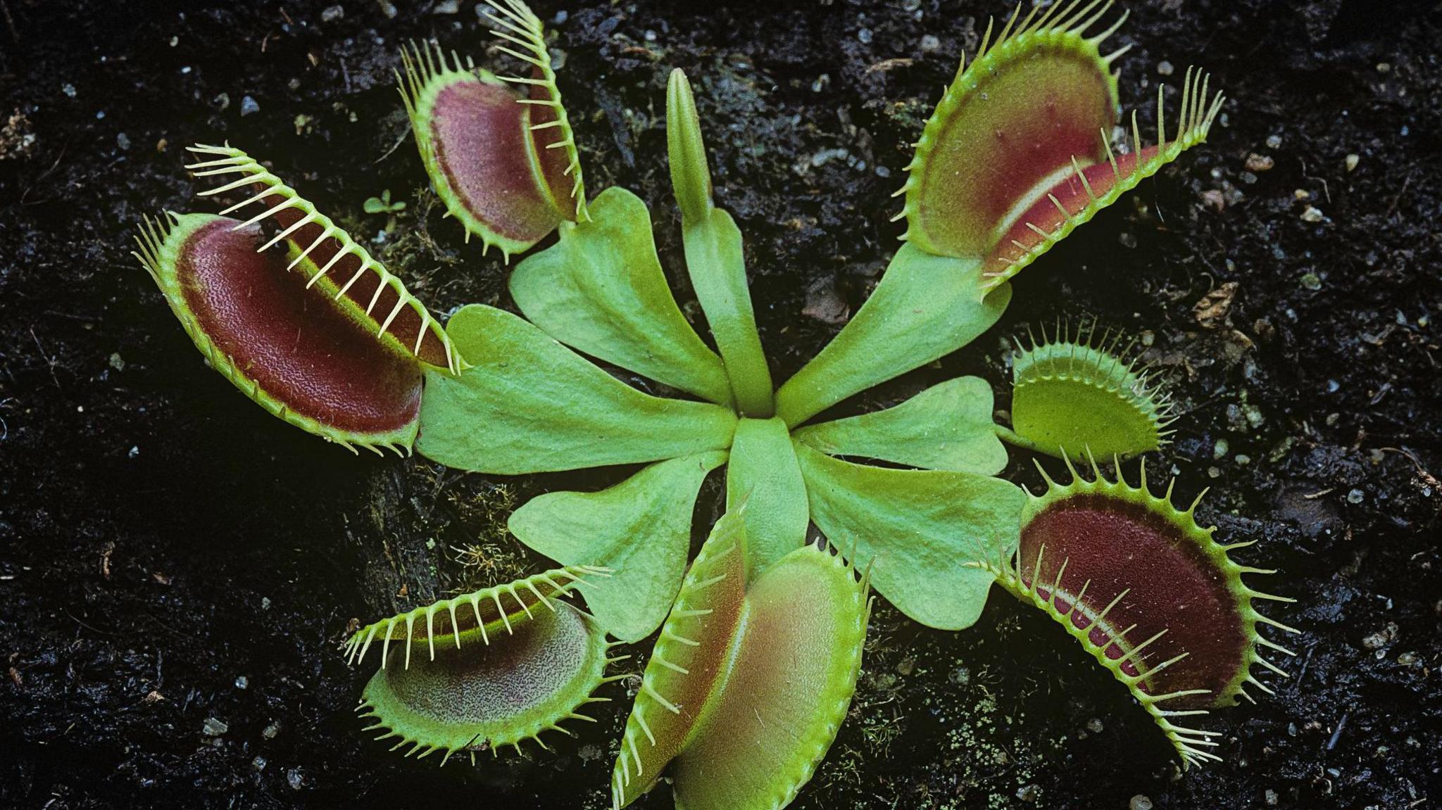 A top-down view of a venus flytrap plant.