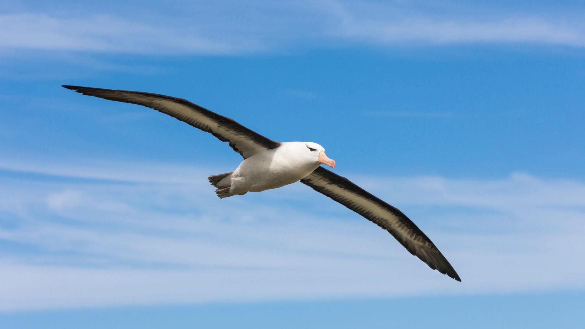 An Albatross flying. It is white and grey with a yellow/orange beak. It has it's wings fully spread out and the sky behind it is blue.