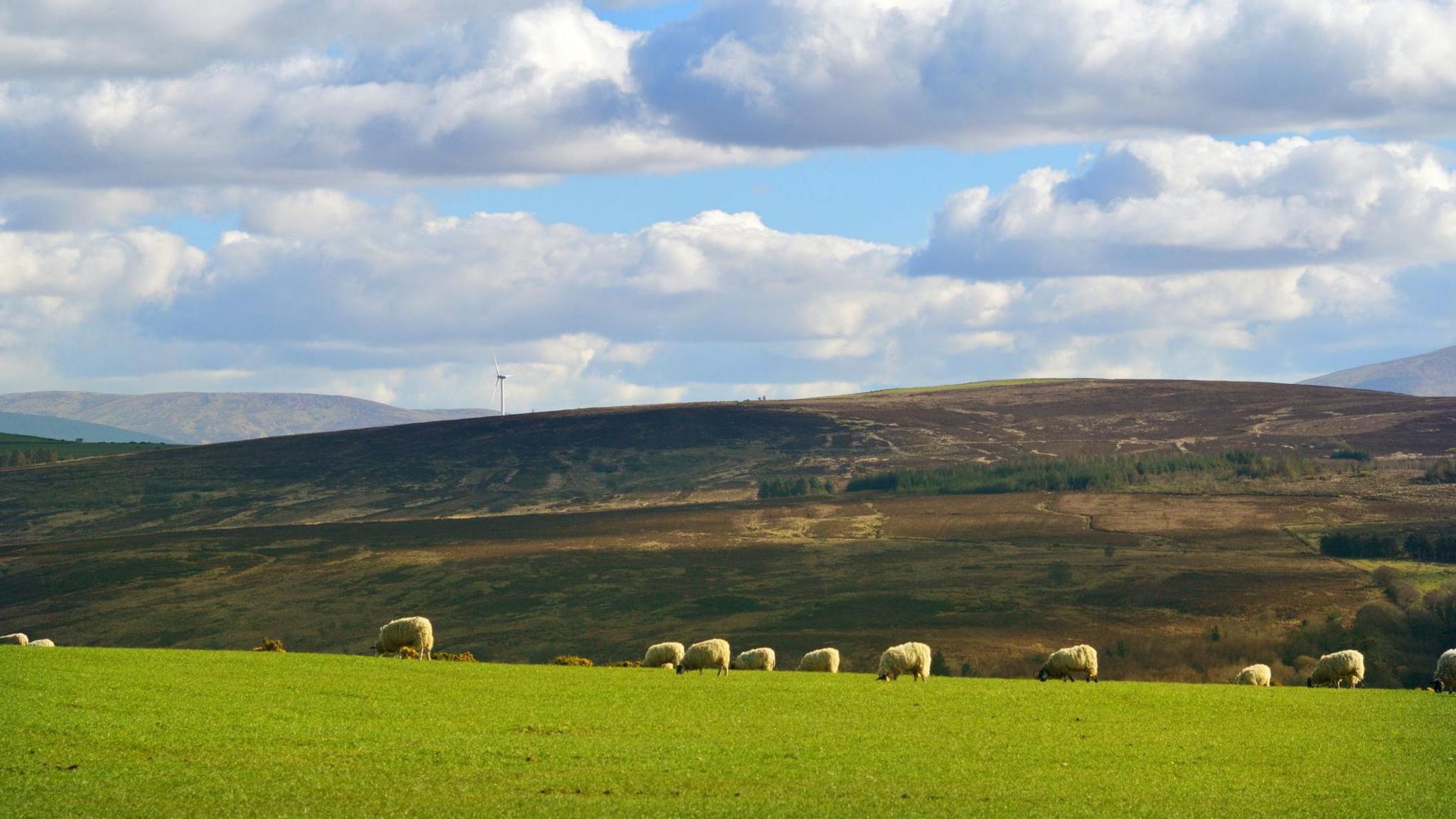 At the front of the shot there are sheep grazing on grass. Mountains can be seen in the distance. There is a windmill in view. Blue skies with white clouds hang overhead