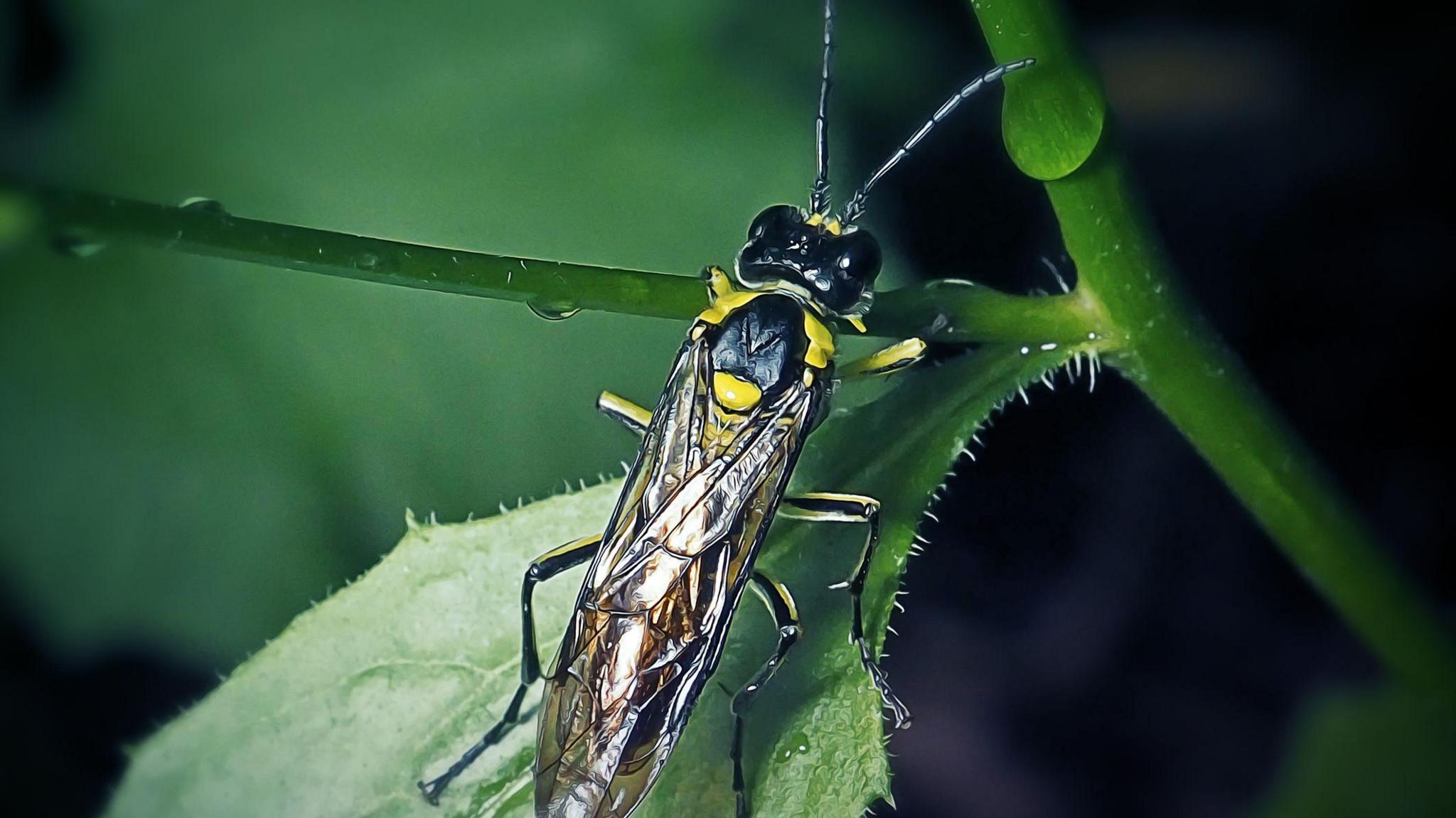 Sawfly on a green leaf.