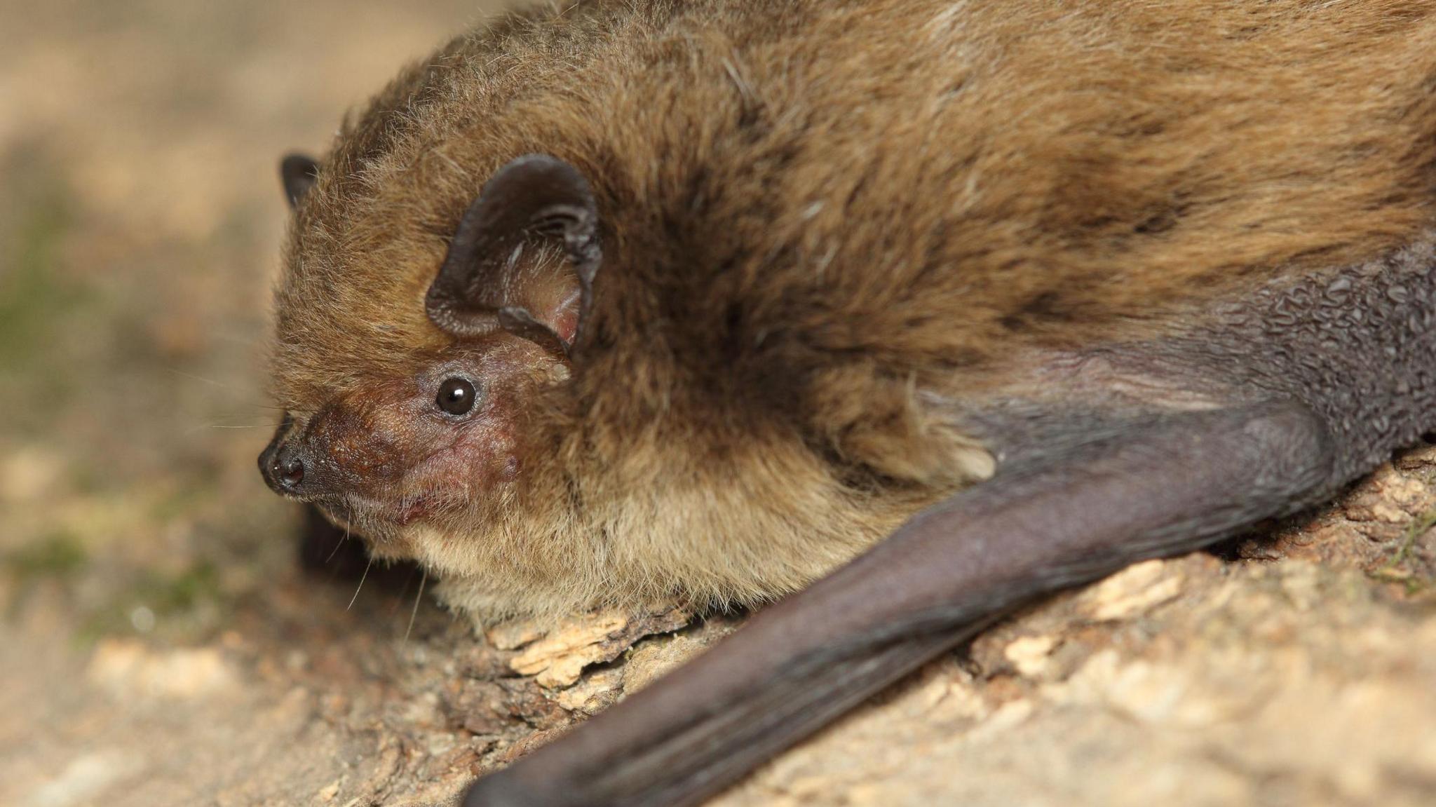 A library picture of a soprano pipistrelle bat which has light brown fur