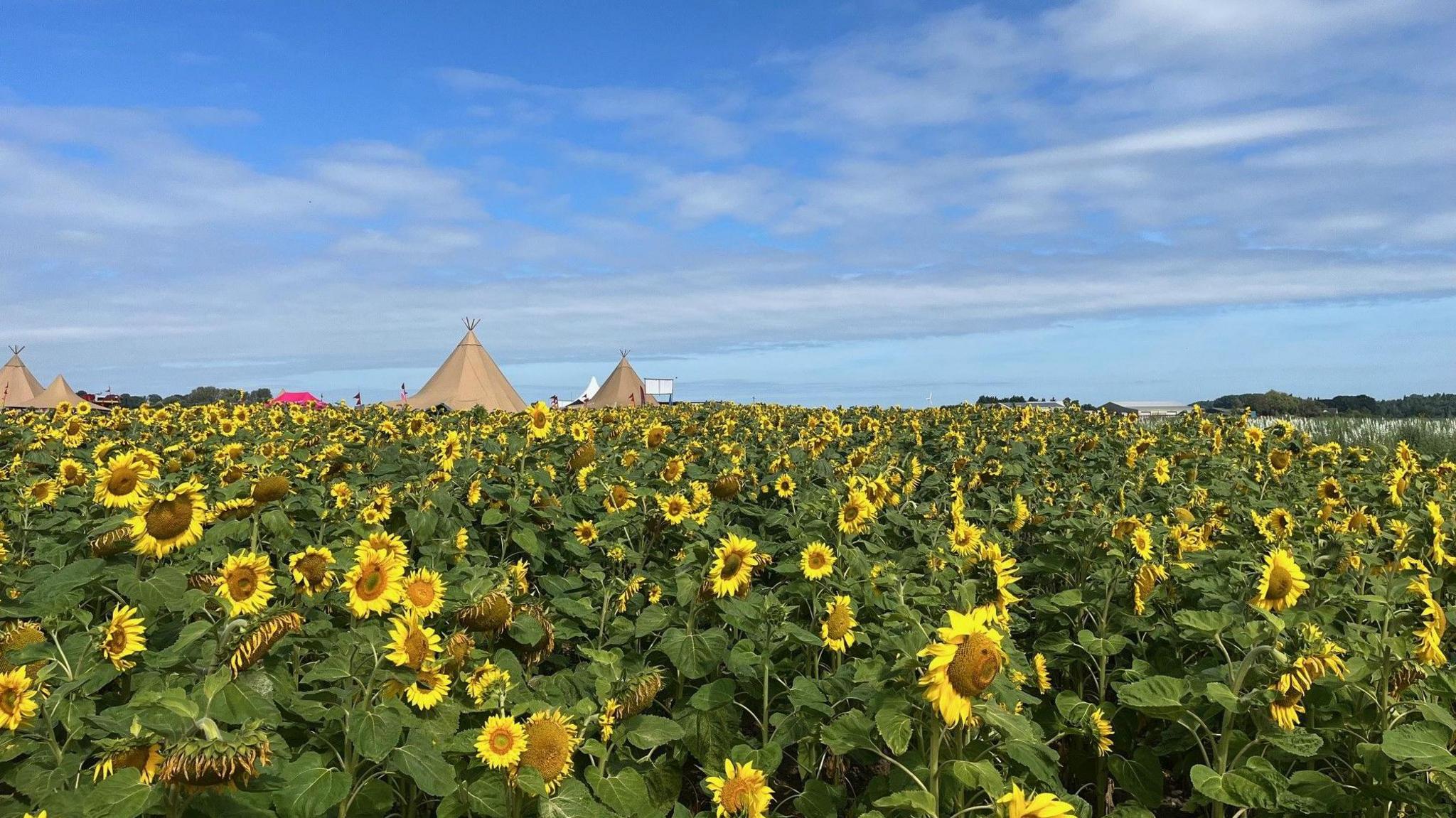 A field of sunflowers, with tents in the distance