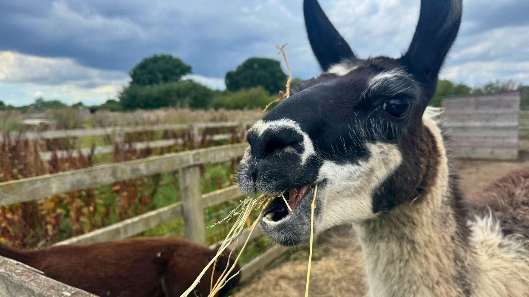 A black and white llama in an outside enclosure eats a handful of hay.