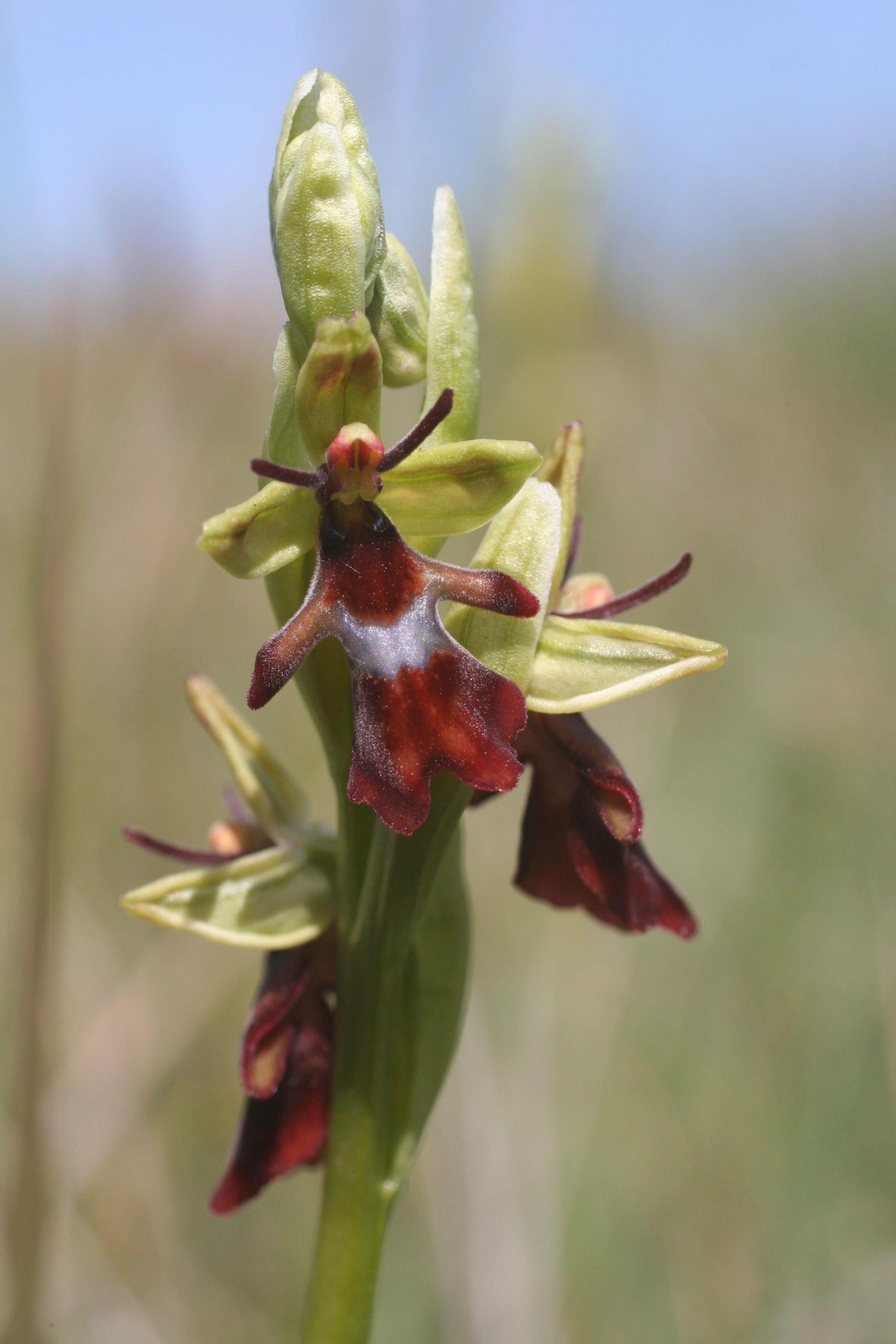 A detailed macro photograph of a fly orchid flower. The flower has pale green petals and sepals surrounding a dark reddish-brown, velvety centre marked with a small blue-white patch. The shape resembles a tiny insect perched on the stem, an adaptation that helps attract pollinators. Several flower buds and additional blooms are visible along the green stem, while the background is softly blurred in muted shades of beige and green, drawing attention to the intricate structure of the flower.