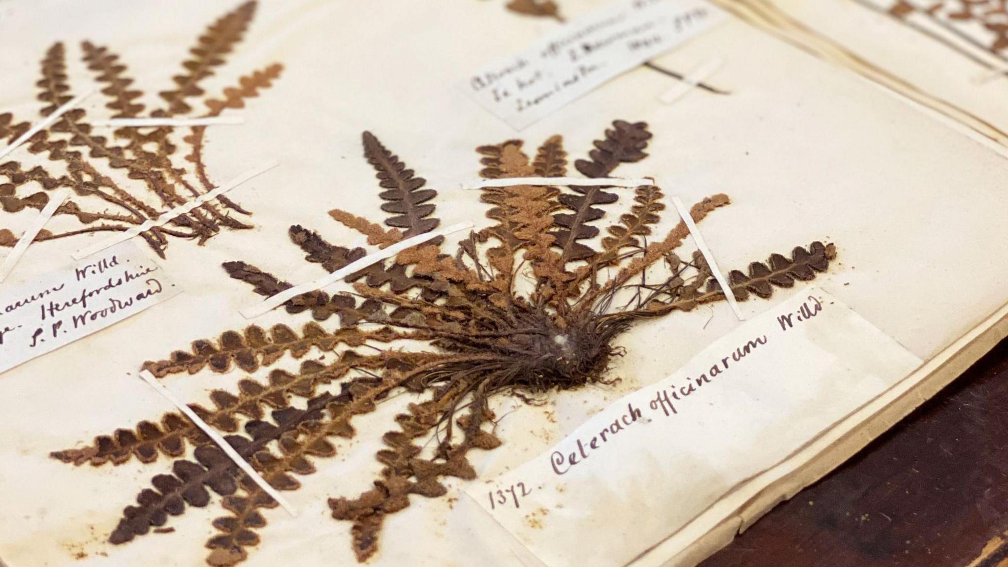Image of a dried and pressed plant specimen, mounted in a book with hand written labels and information