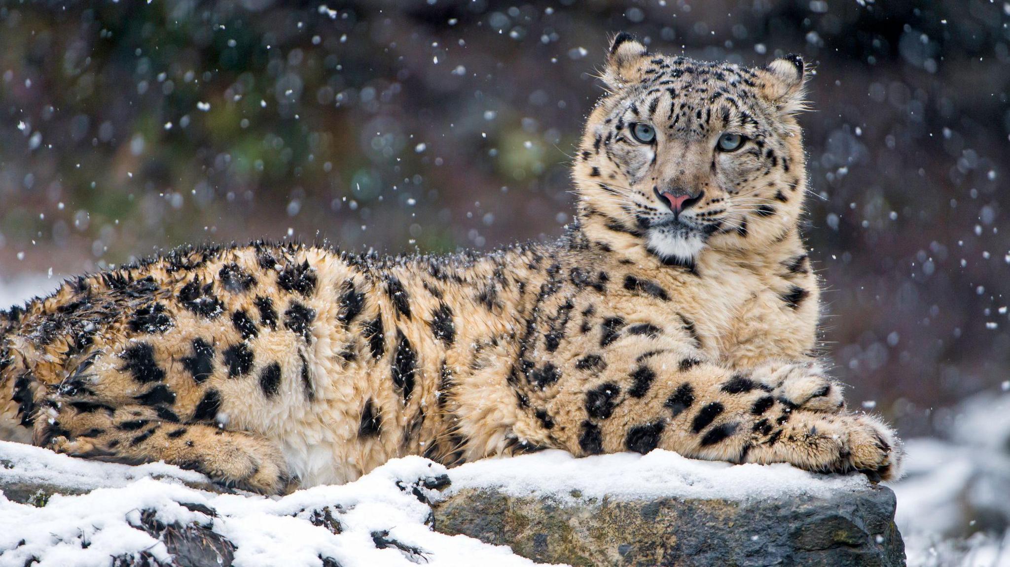 snow leopard sitting on a rock