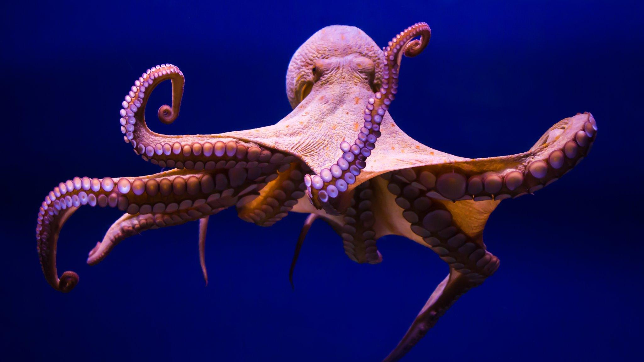 Octopus