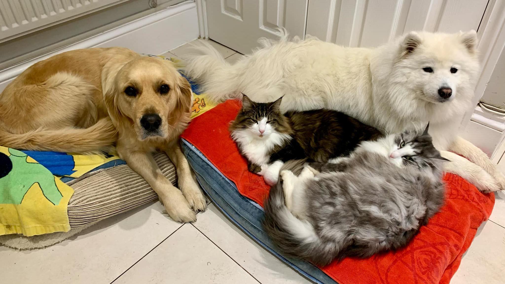 Two long-haired cats are pictured snuggled up with a white Samoyed dog and a Golden Retriever on a red pet bed on a tiled floor