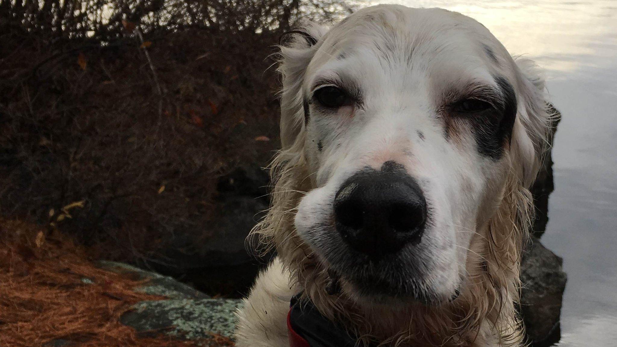 'Hero' Pete the English Setter dog died after facing a bear in Monksville Reservoir in New Jersey